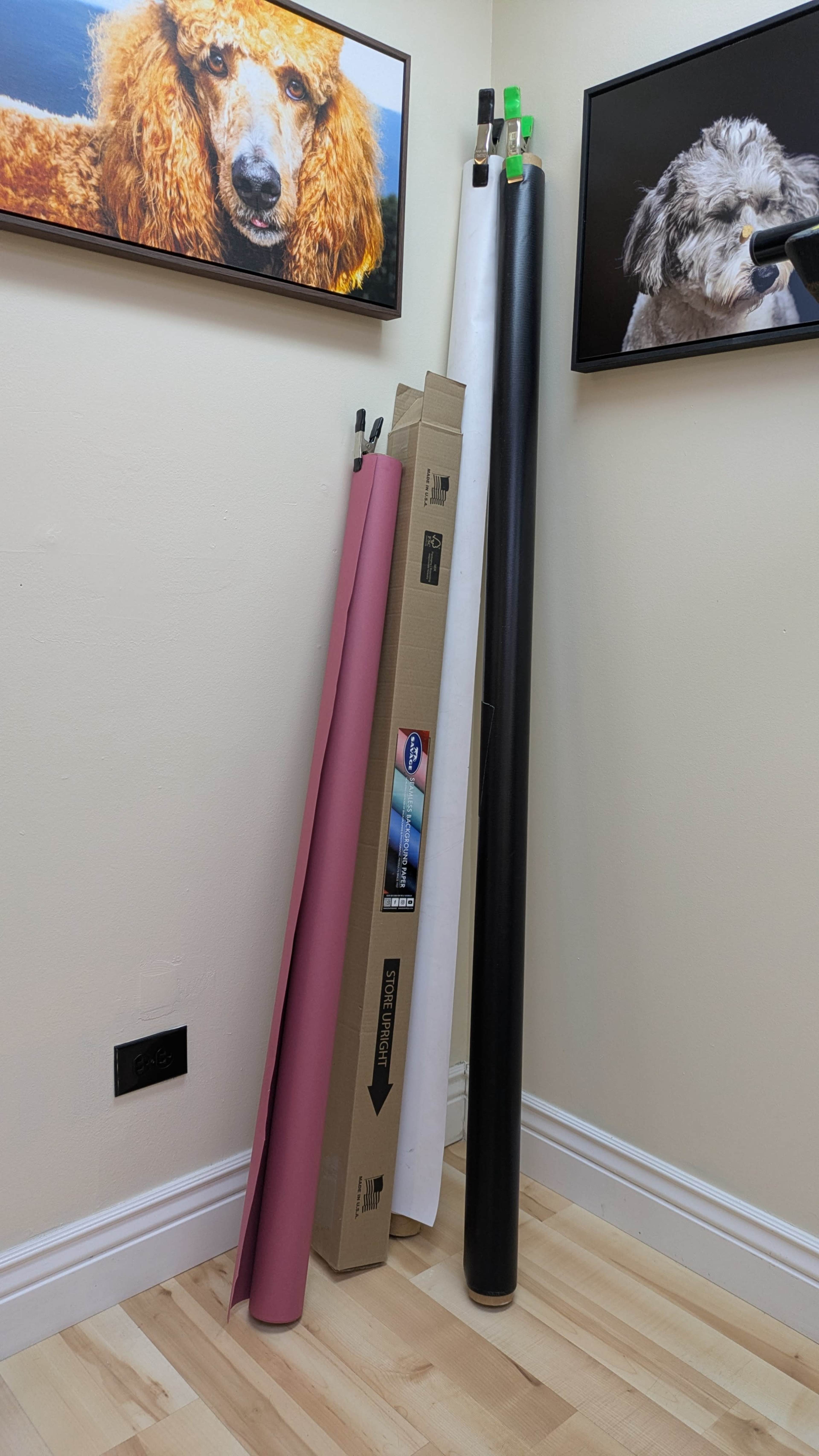 The image shows a corner of a room featuring rolls of colored paper and a cardboard box leaning against the wall, with framed dog portraits in the background.