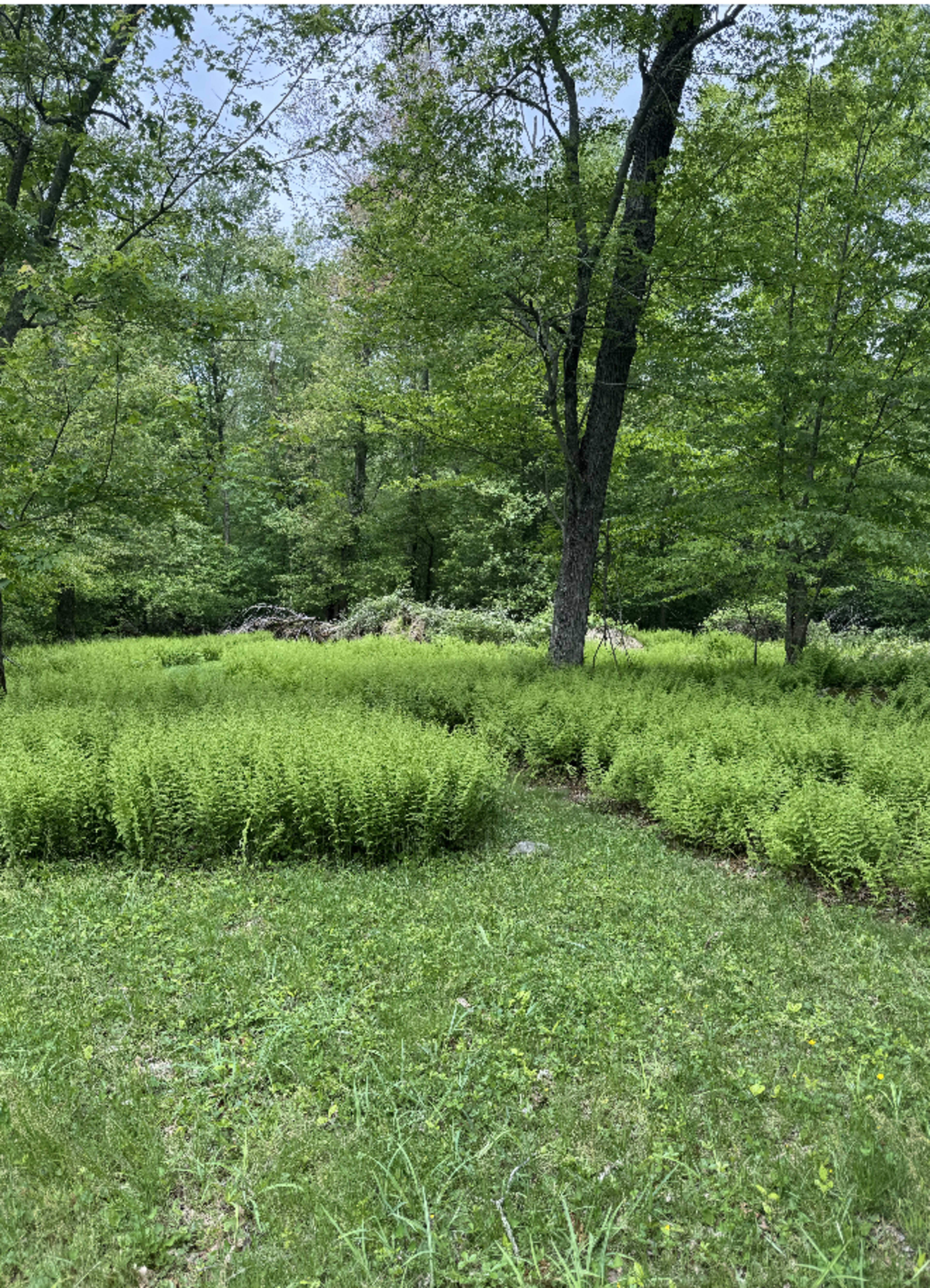 Chic & Eclectic Home in a Serene Wooded Setting Image in Rehoboth, Rehoboth, MA
