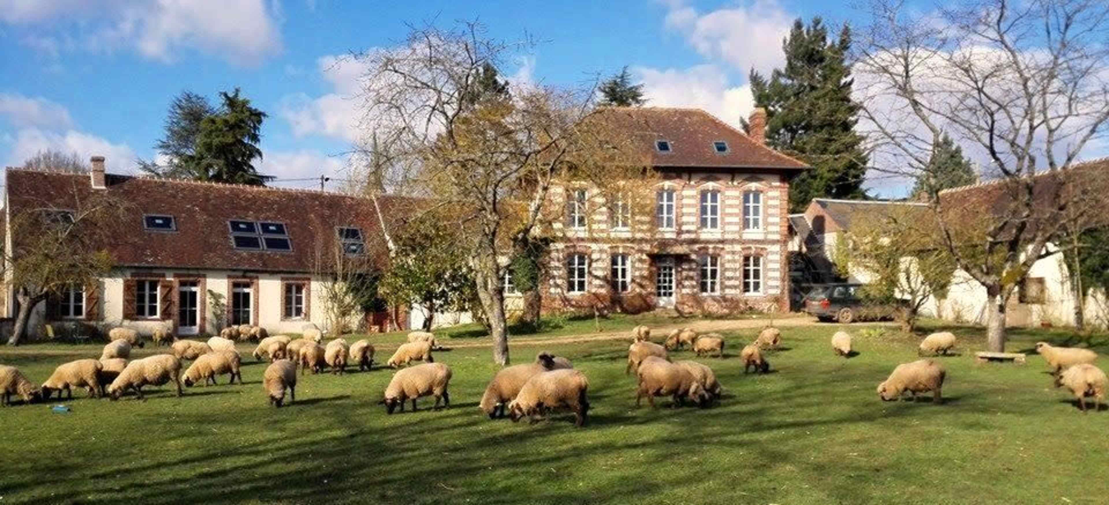A flock of sheep grazes on a grassy area in front of a large, two-story house surrounded by trees.