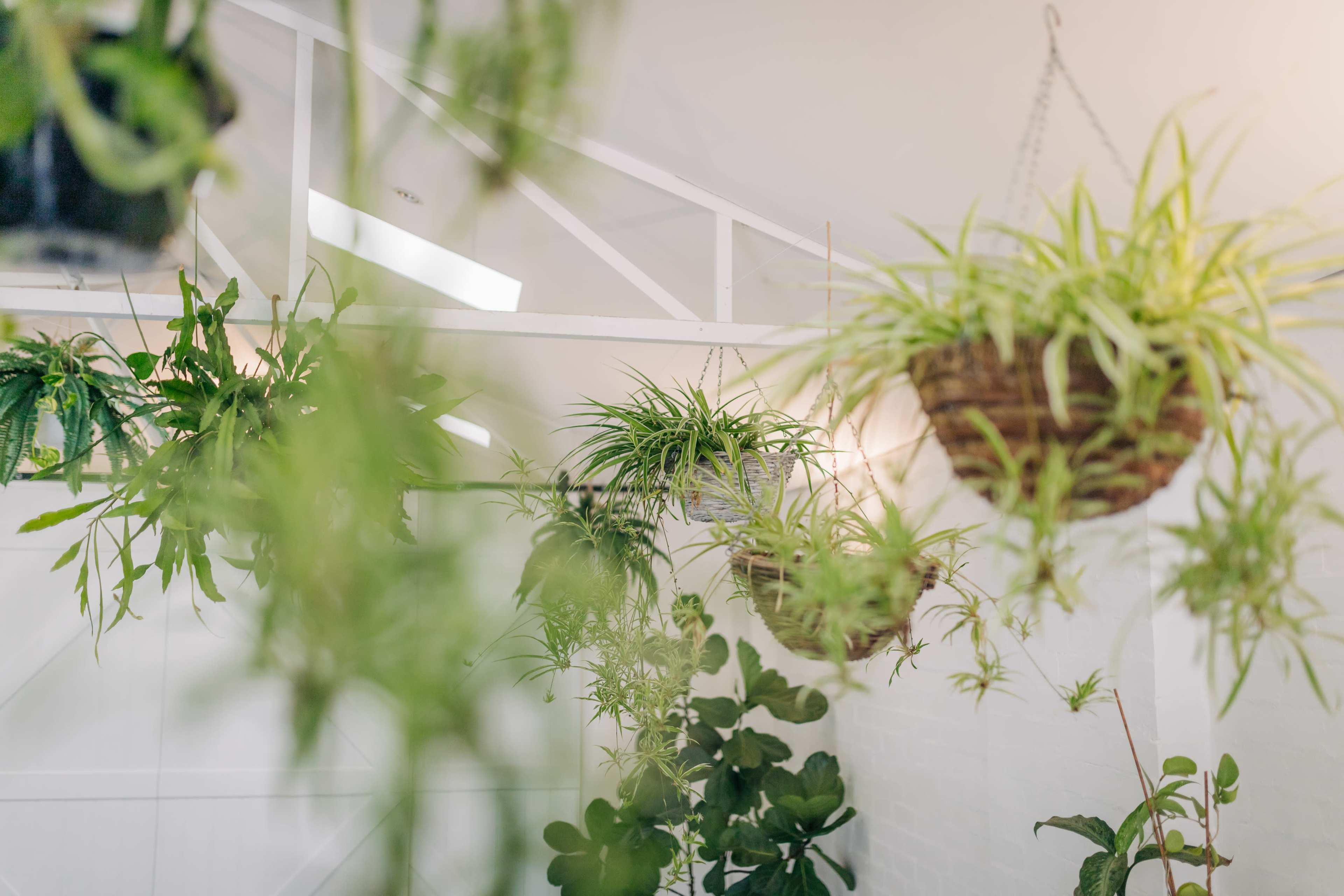 Hanging plants placed in a bright, white indoor space with a visible wooden structure.