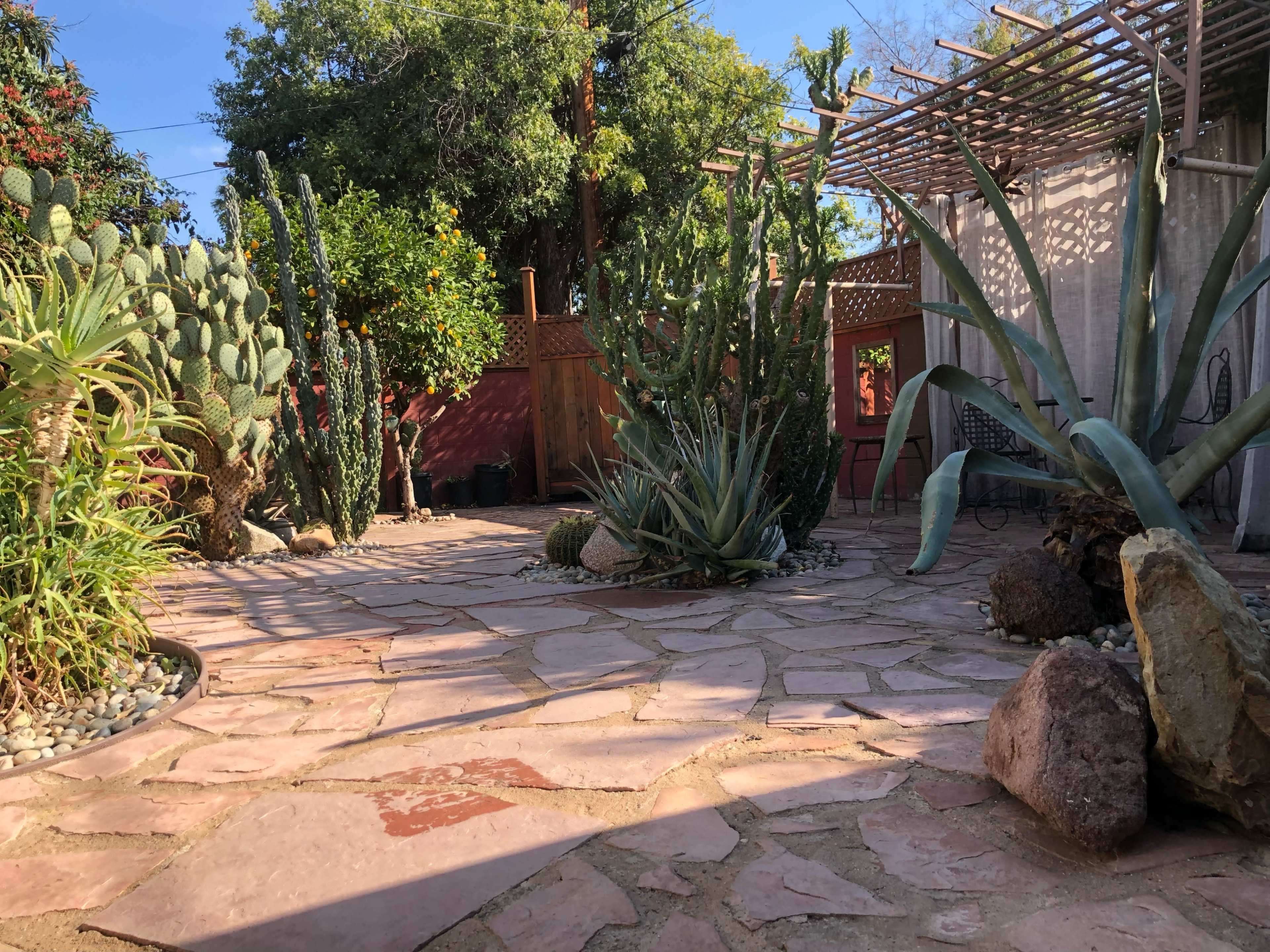 The image shows a stone-paved courtyard surrounded by various cacti and succulents, with wooden structures partially visible in the background.