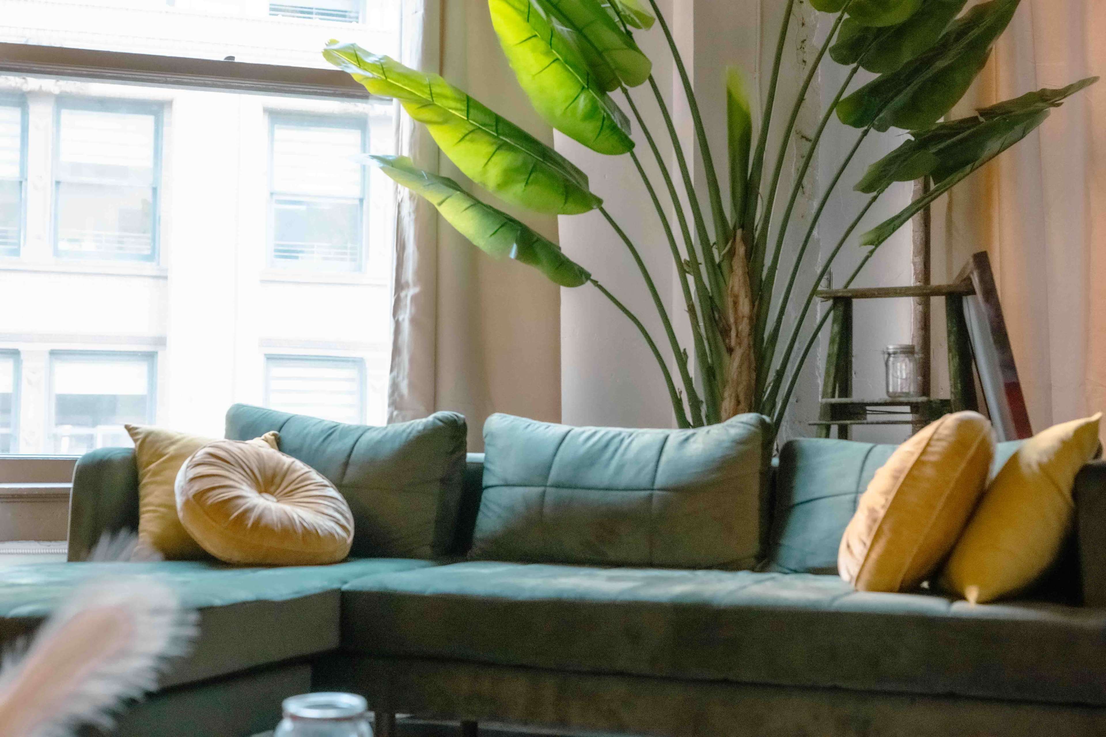 A green sectional sofa with yellow accent pillows is positioned near a large potted plant in a bright room with windows.