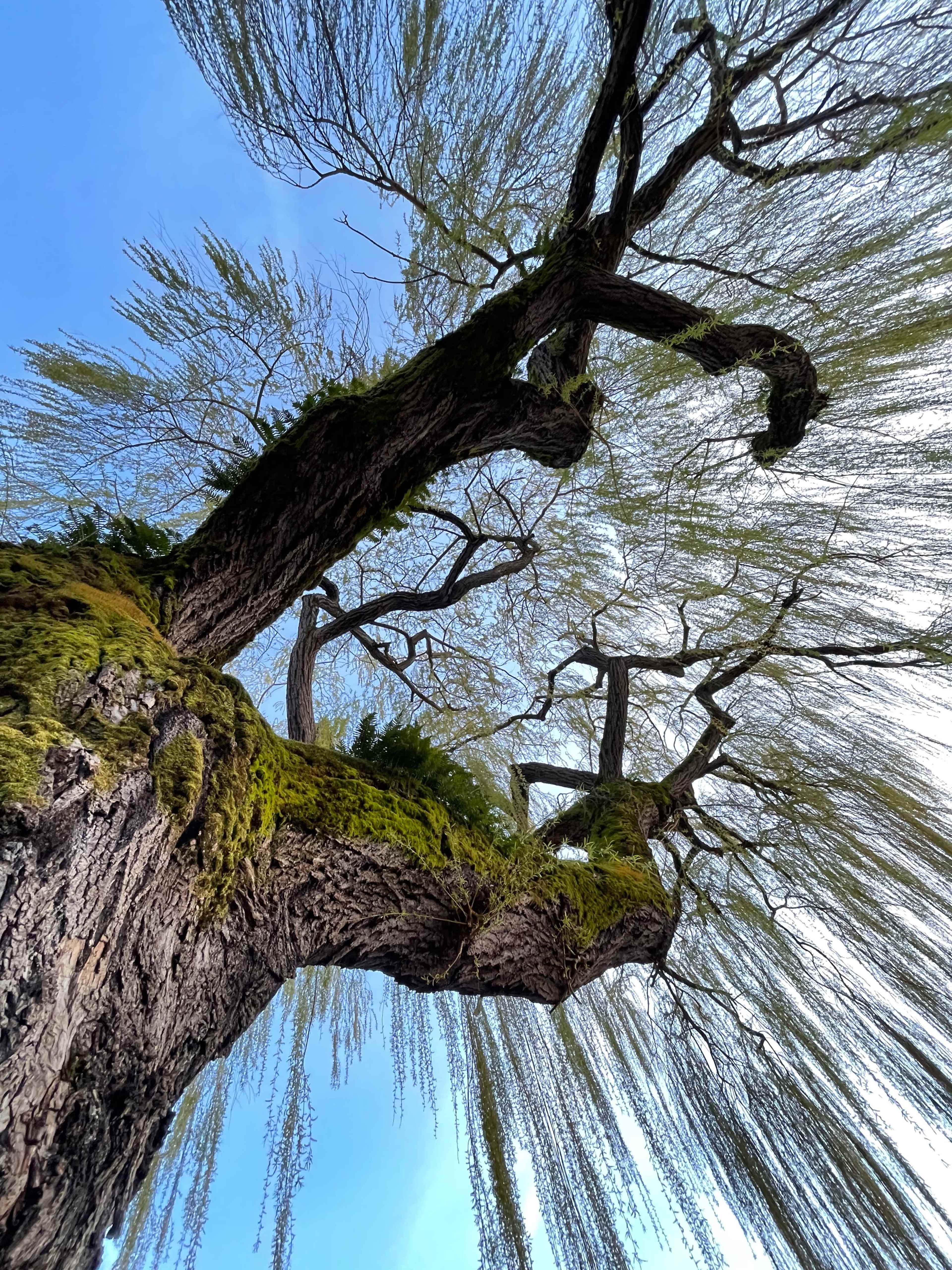 A large willow tree stretches upward, showcasing its gnarled trunk and cascading branches against a clear blue sky.