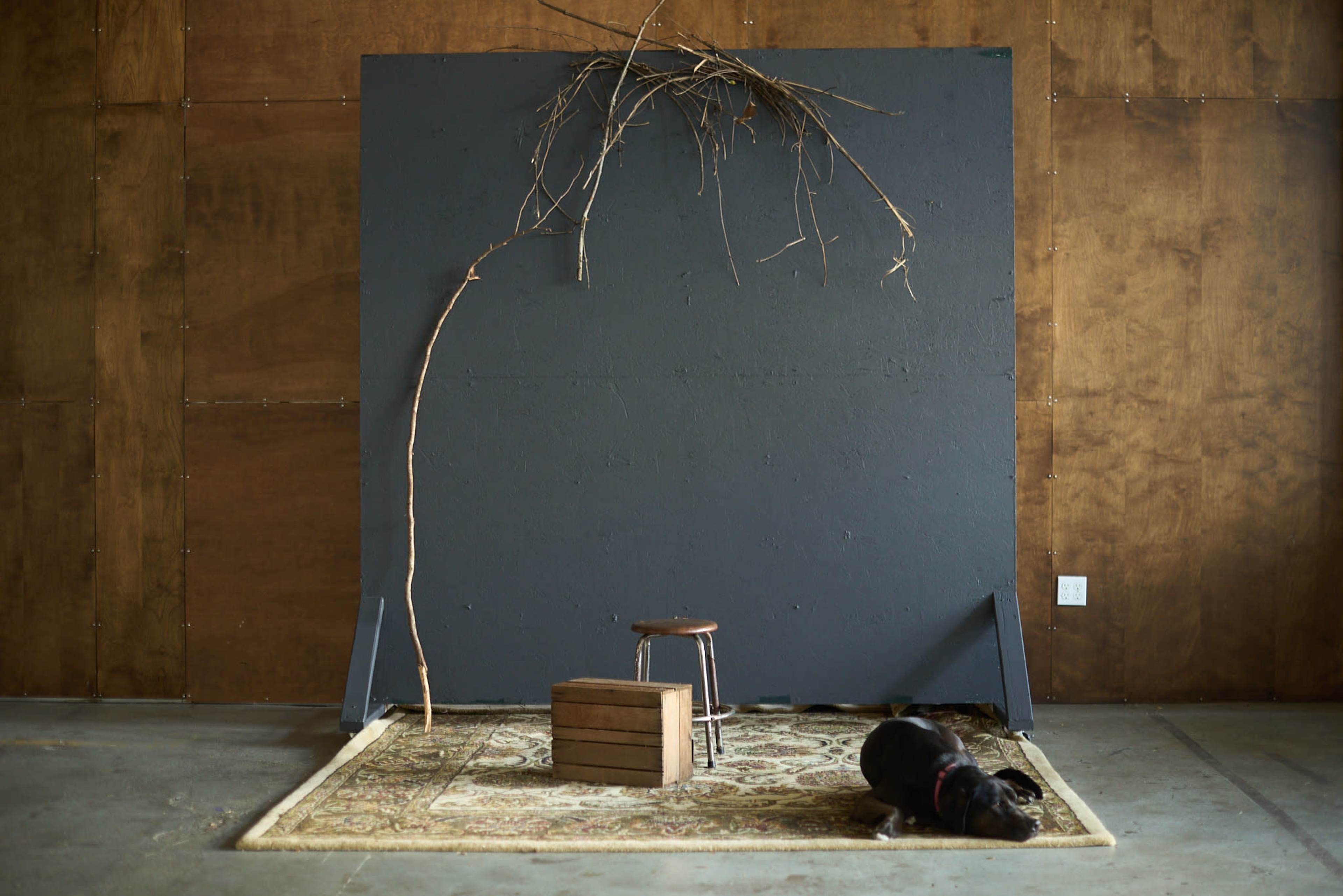 A simple studio space features a gray backdrop with a branch above, a wooden stool, and a small box resting on a patterned rug, with a black dog lying nearby.