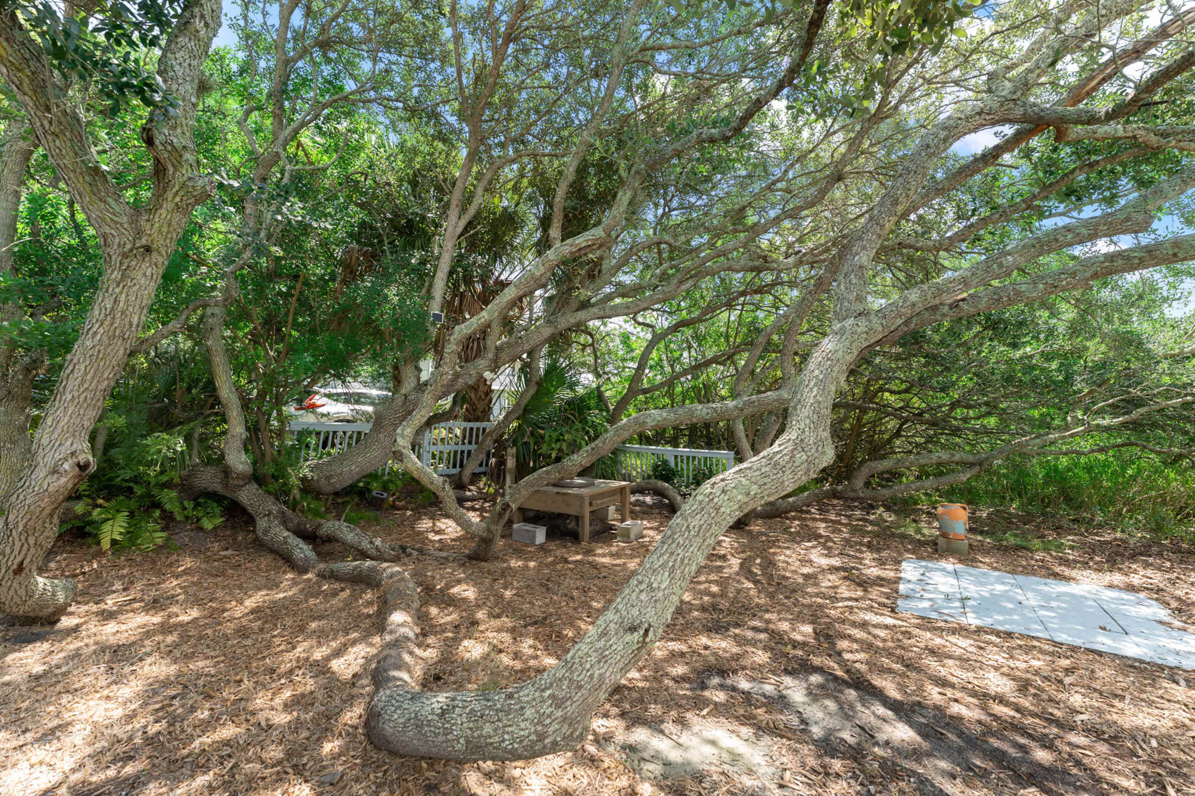 A cluster of twisted trees with sprawling branches sits over a patch of mulch, near a small wooden deck in a dense foliage setting.