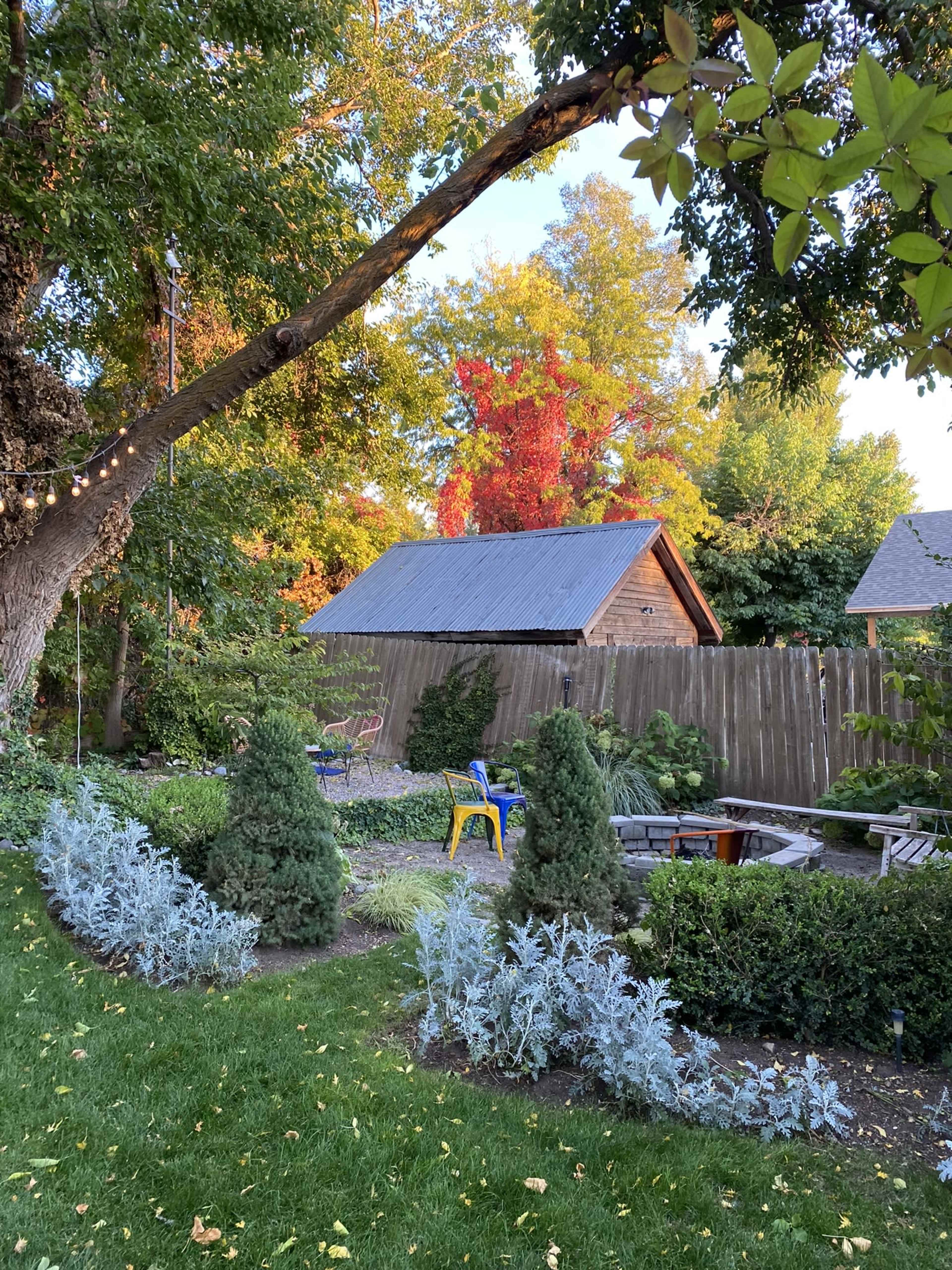 A backyard with a wooden shed in the background, surrounded by colorful trees and neatly arranged plants along a pathway.