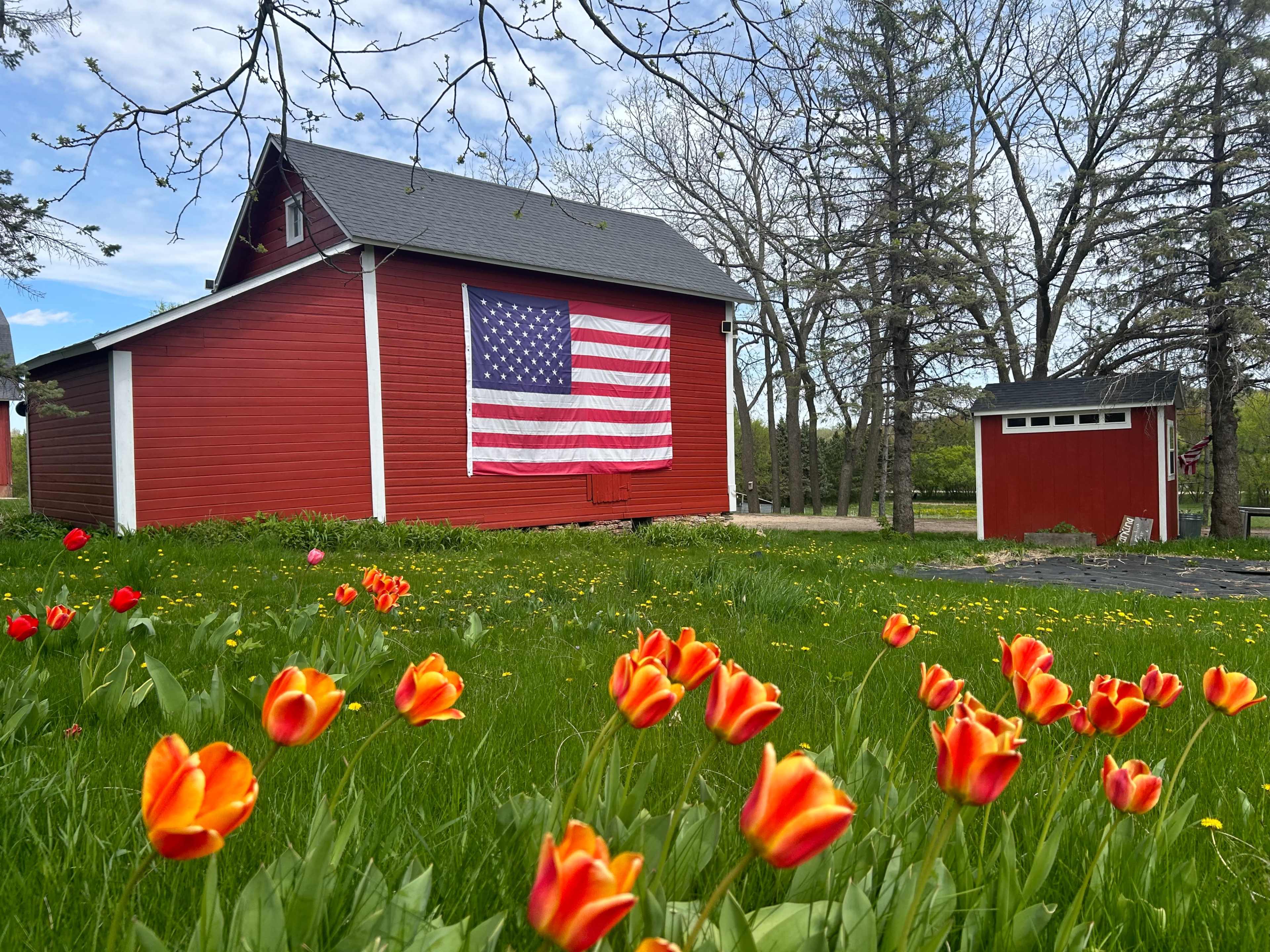 A red barn displaying an American flag stands behind a field of blooming orange tulips on a sunny day.