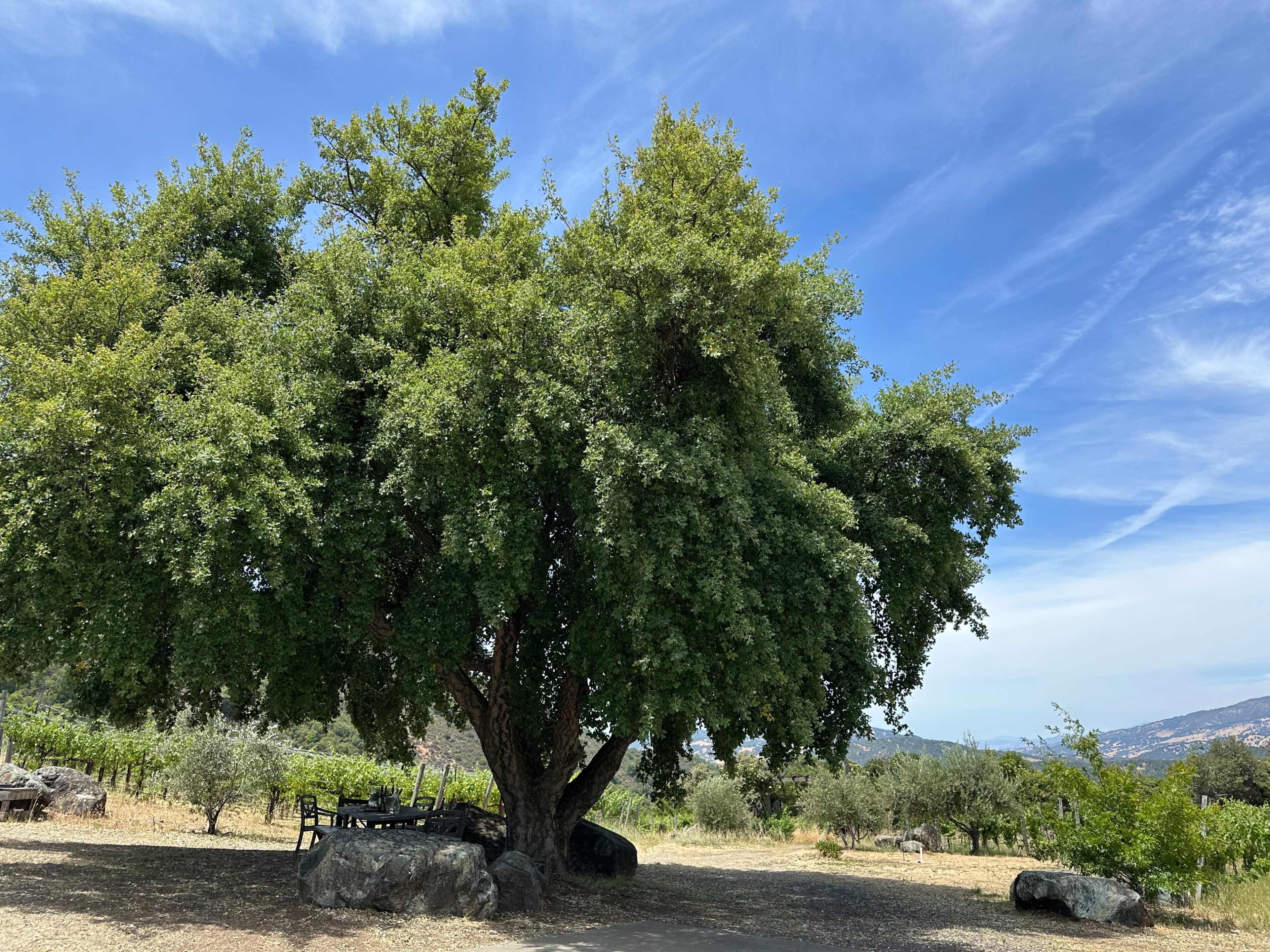 A large tree with a broad canopy stands in a field surrounded by vineyards and scattered rocks under a blue sky.