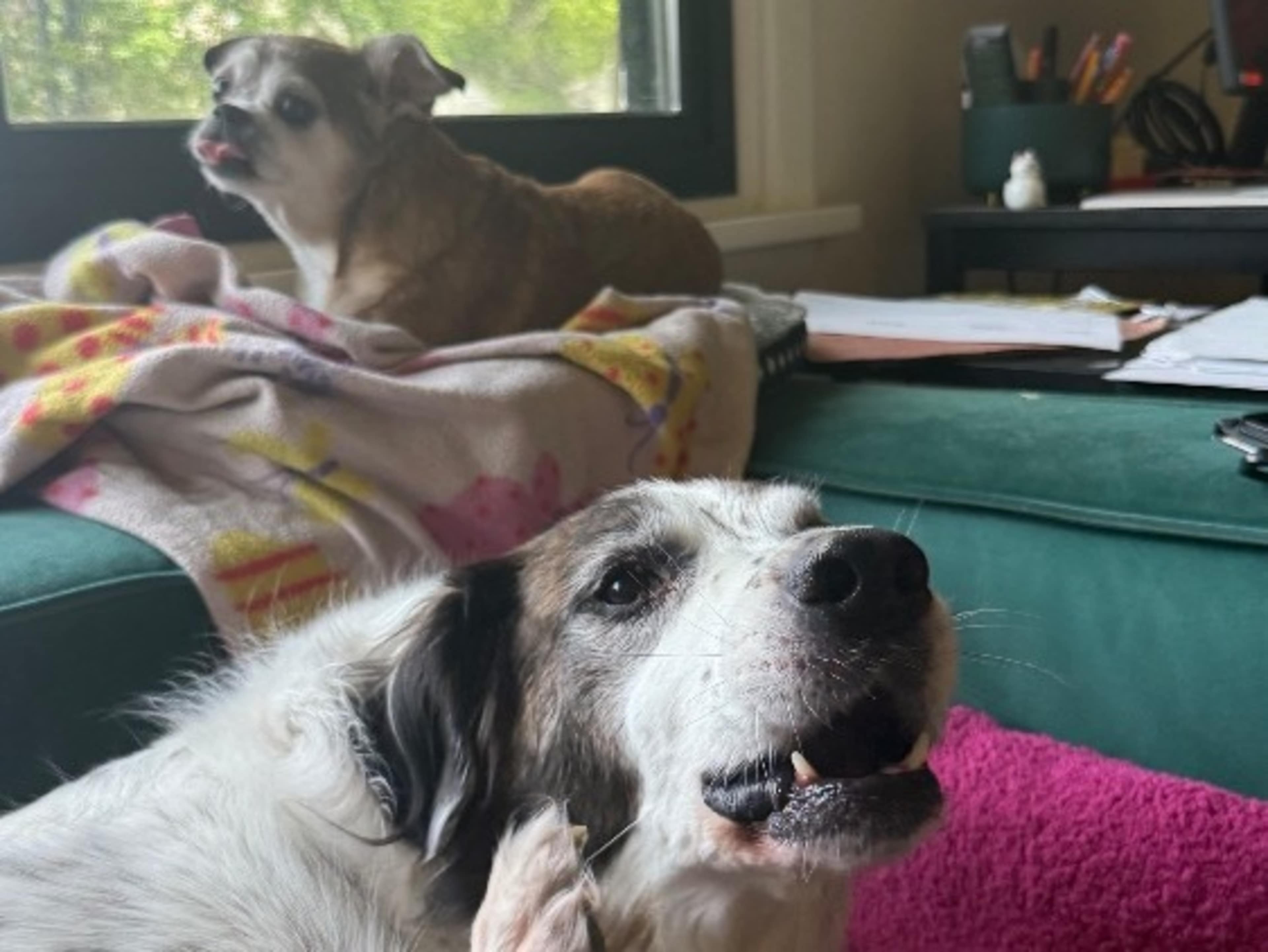 Cute Dogs