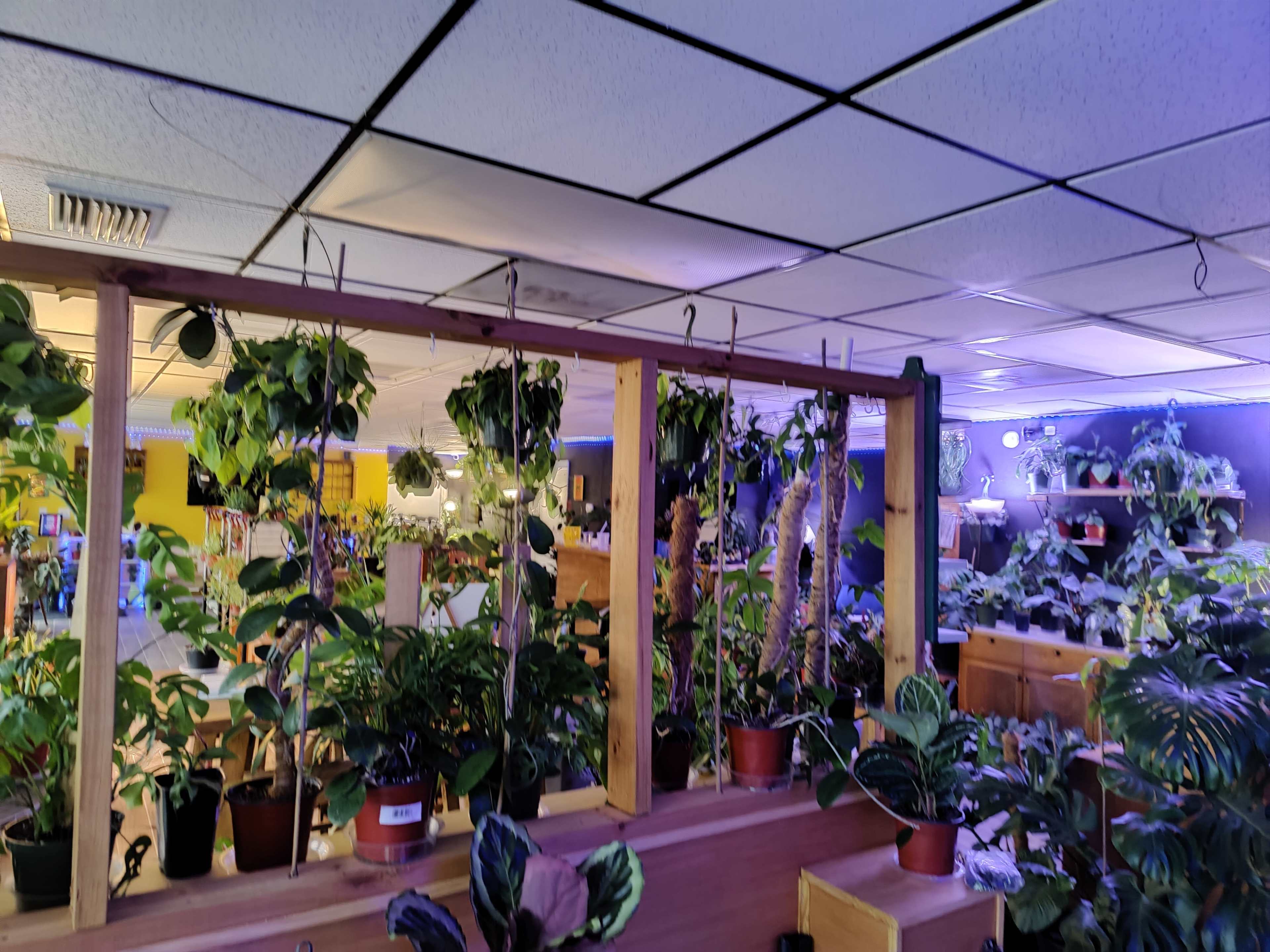 A plant shop filled with various potted plants on display, illuminated by soft lighting.