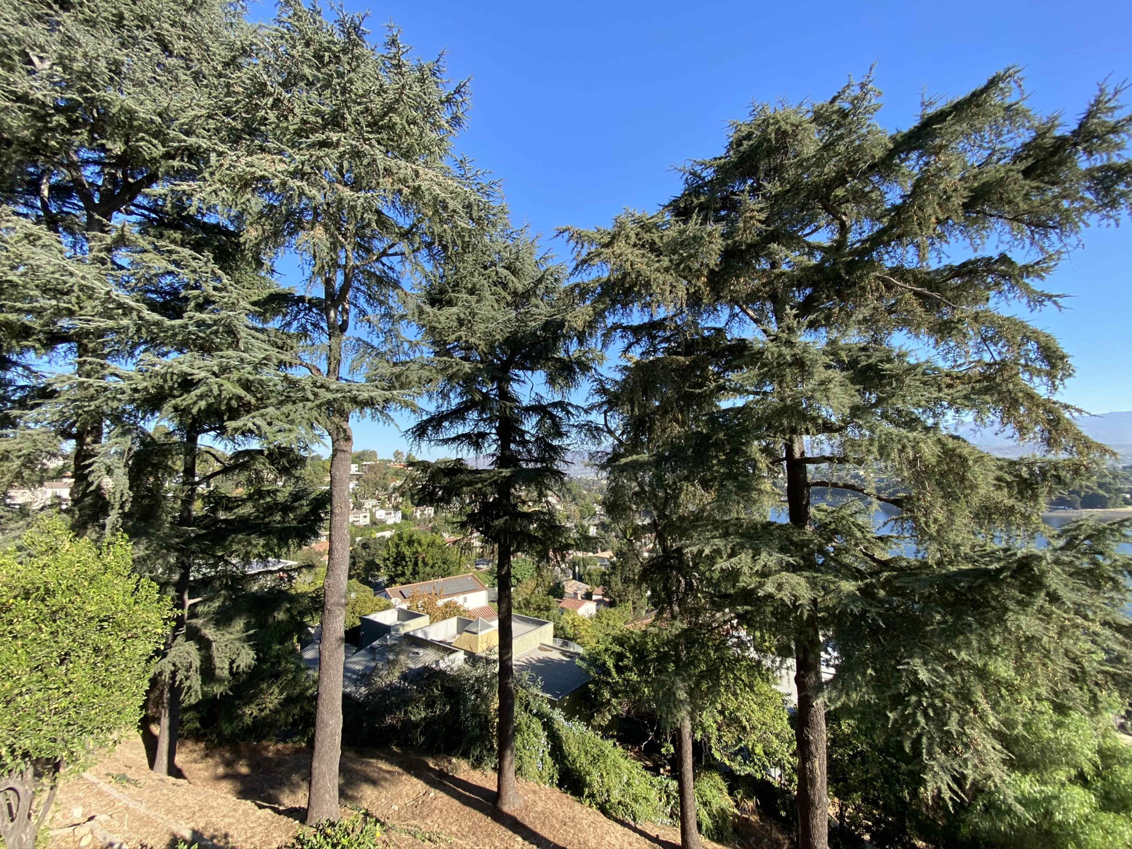 A view of a residential area framed by tall trees under a clear blue sky.
