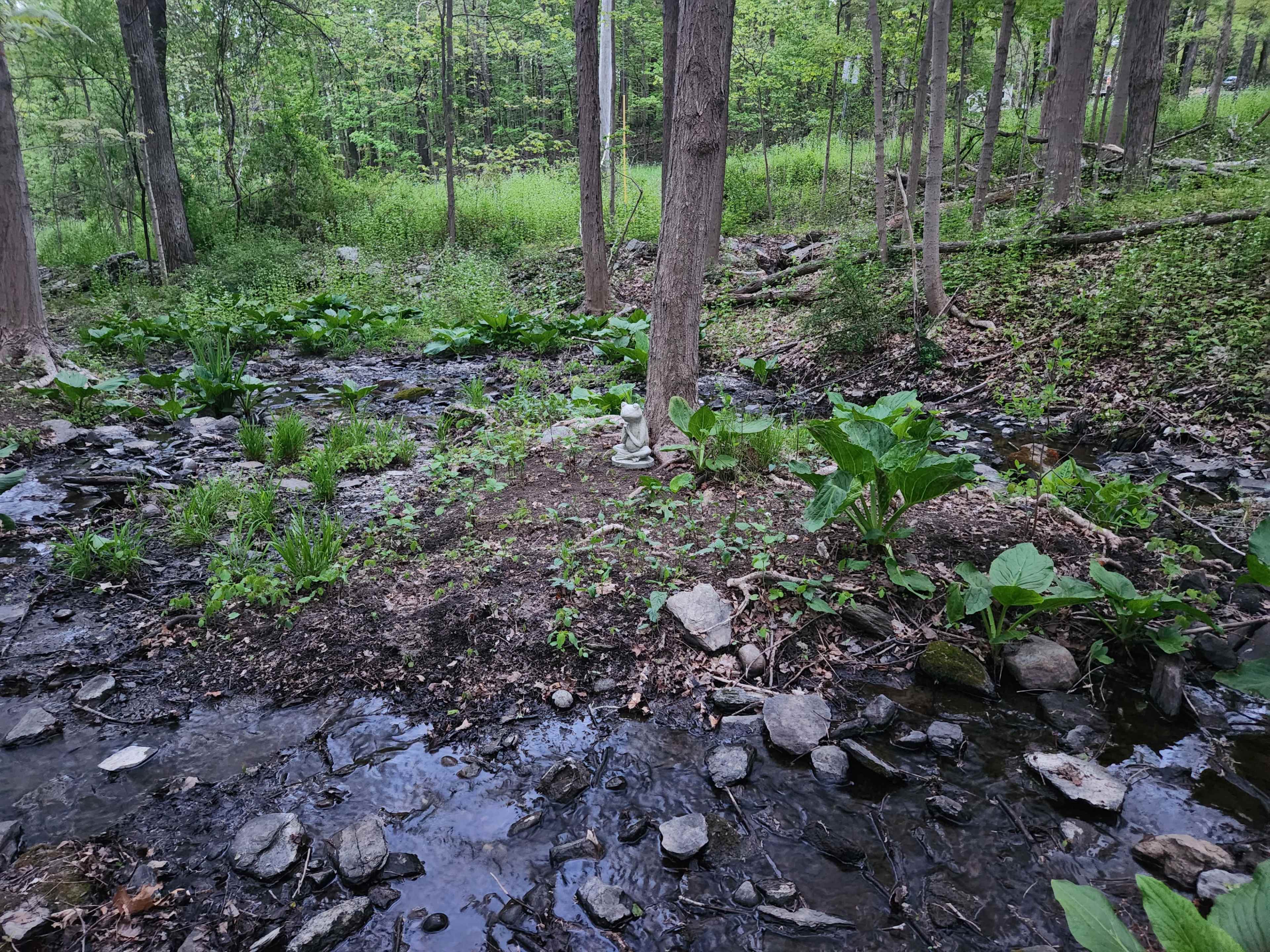 A small island of vegetation with a tree is surrounded by a flowing stream in a forested area.