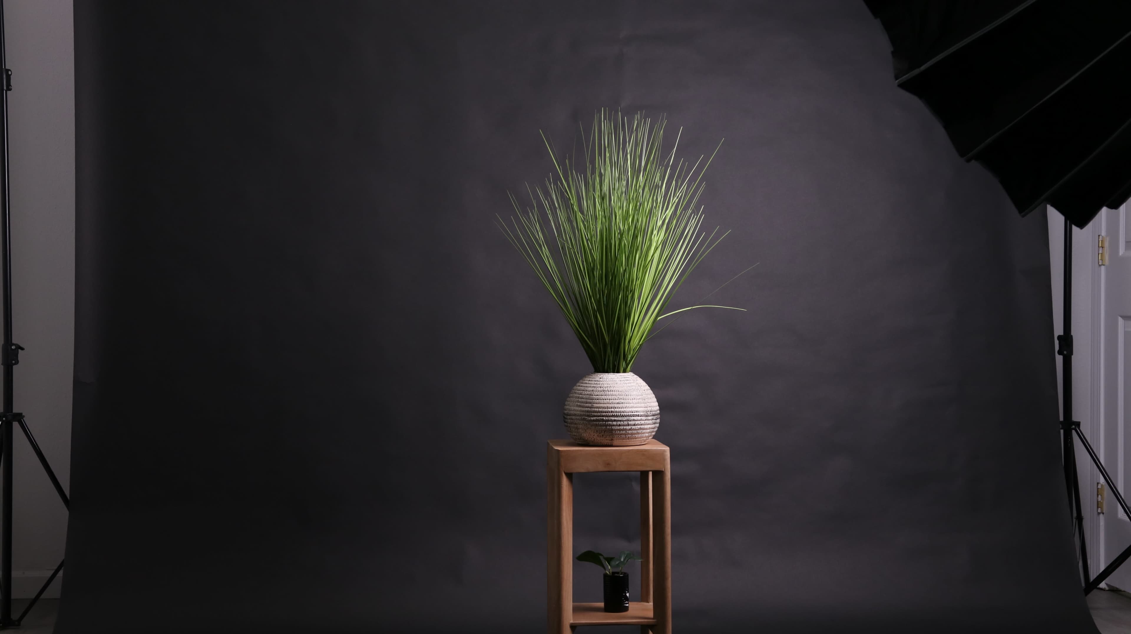 A tall, green plant is displayed in a round pot on a wooden stand, set against a dark background with studio lighting.