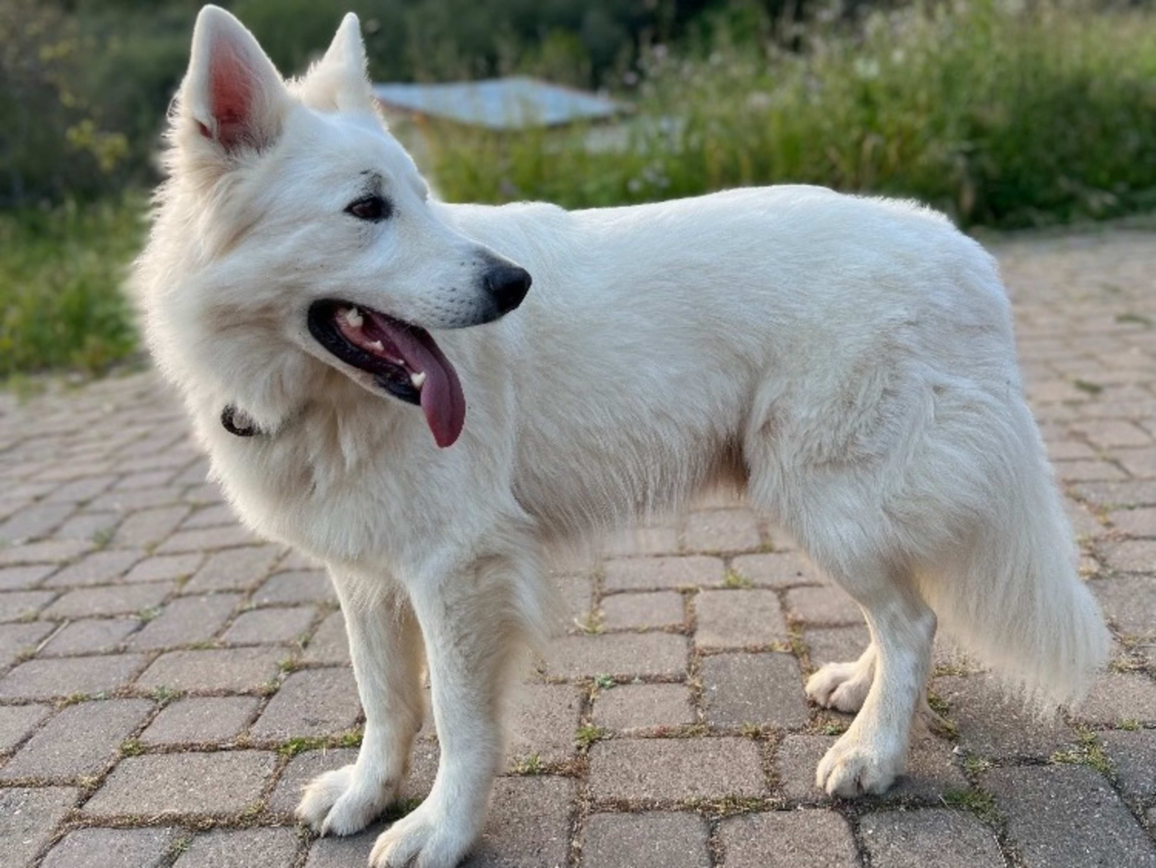 Animal Participation 