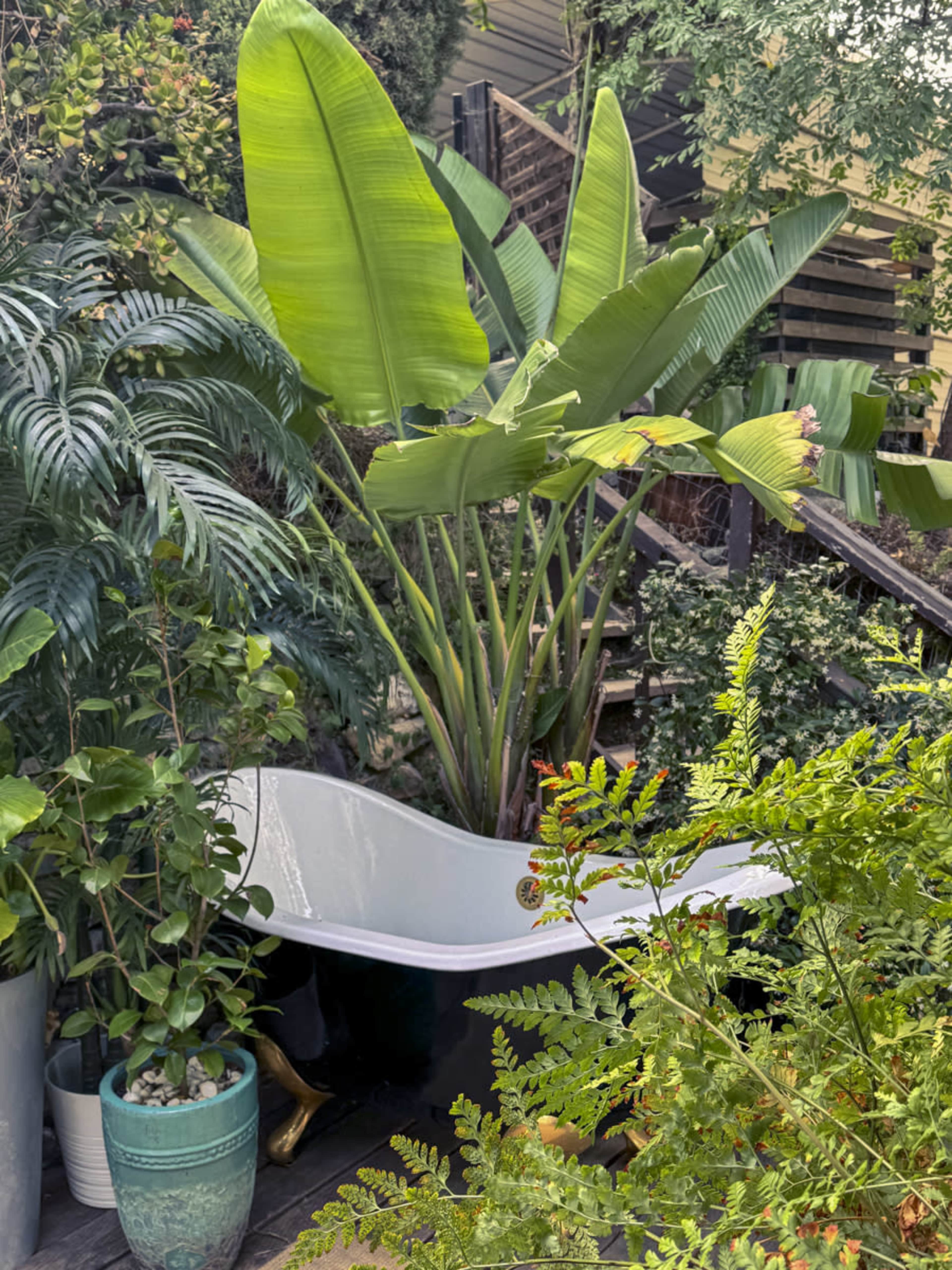 A white freestanding bathtub surrounded by large tropical plants and greenery on a wooden deck.