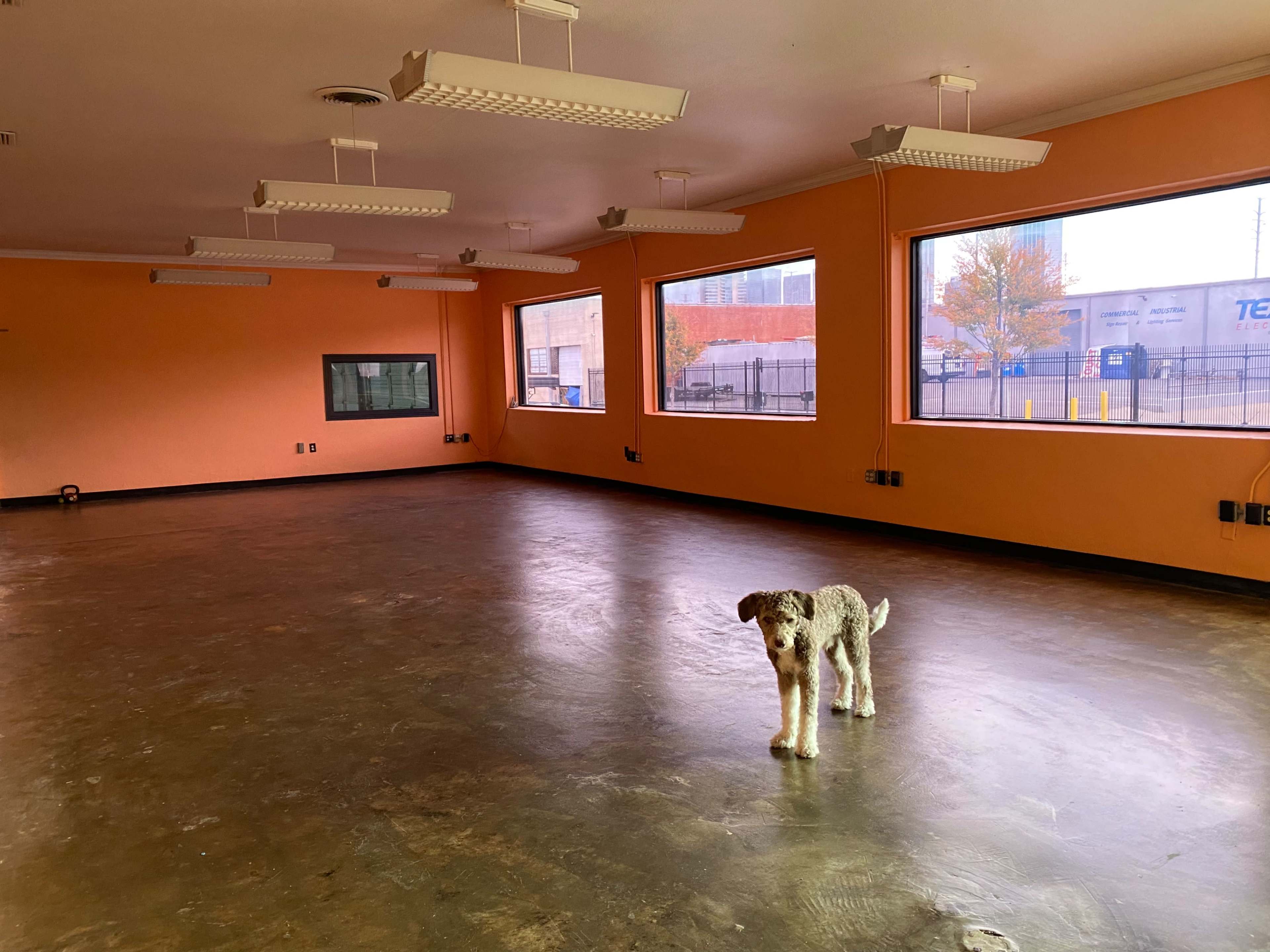 A dog stands in the center of an empty room with orange walls and large windows.