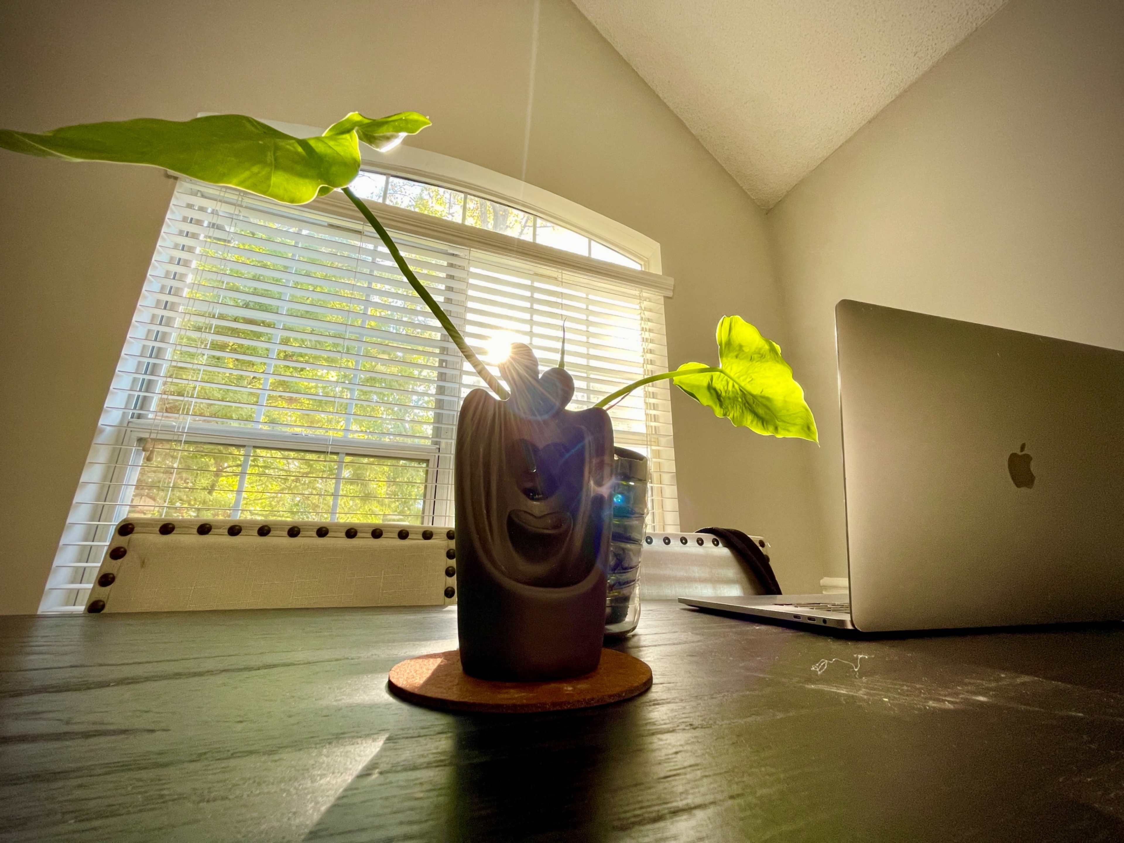 A potted plant with large leaves sits on a wooden desk next to a laptop, illuminated by sunlight streaming through a nearby window with blinds.