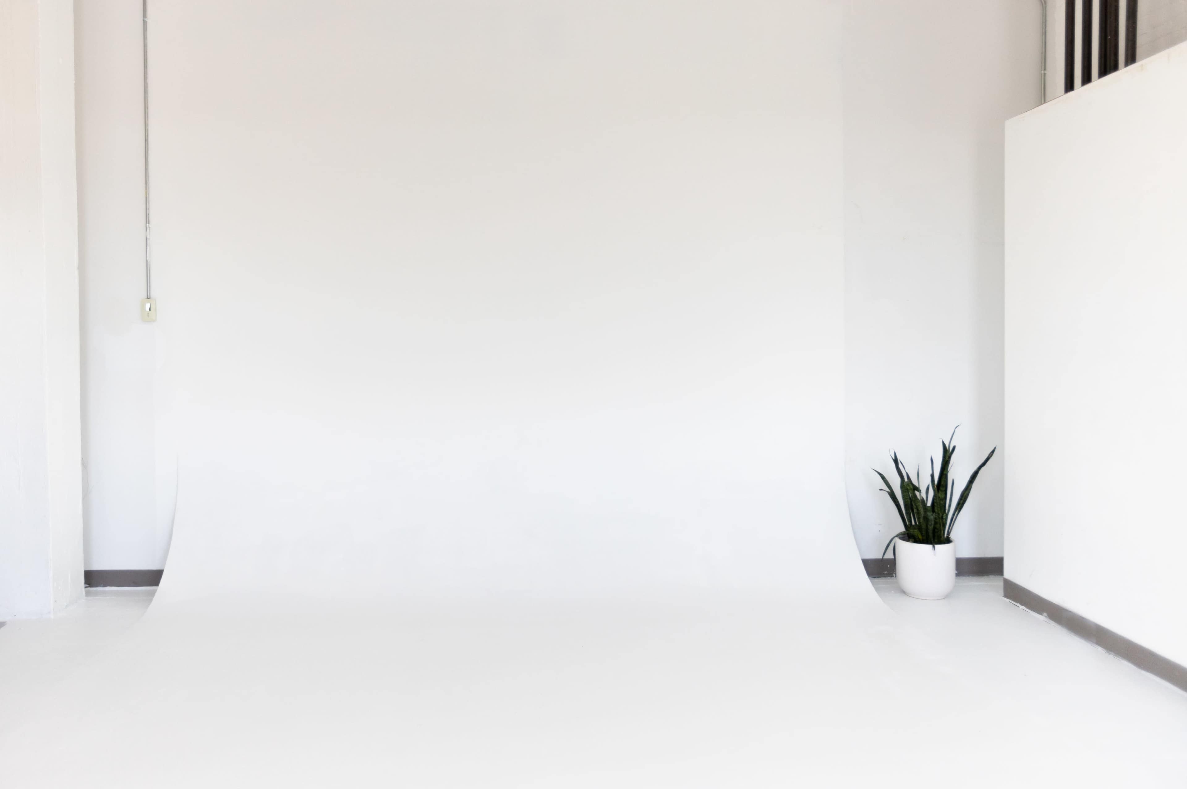 A clean, empty studio space features a white backdrop and a potted plant in the corner.