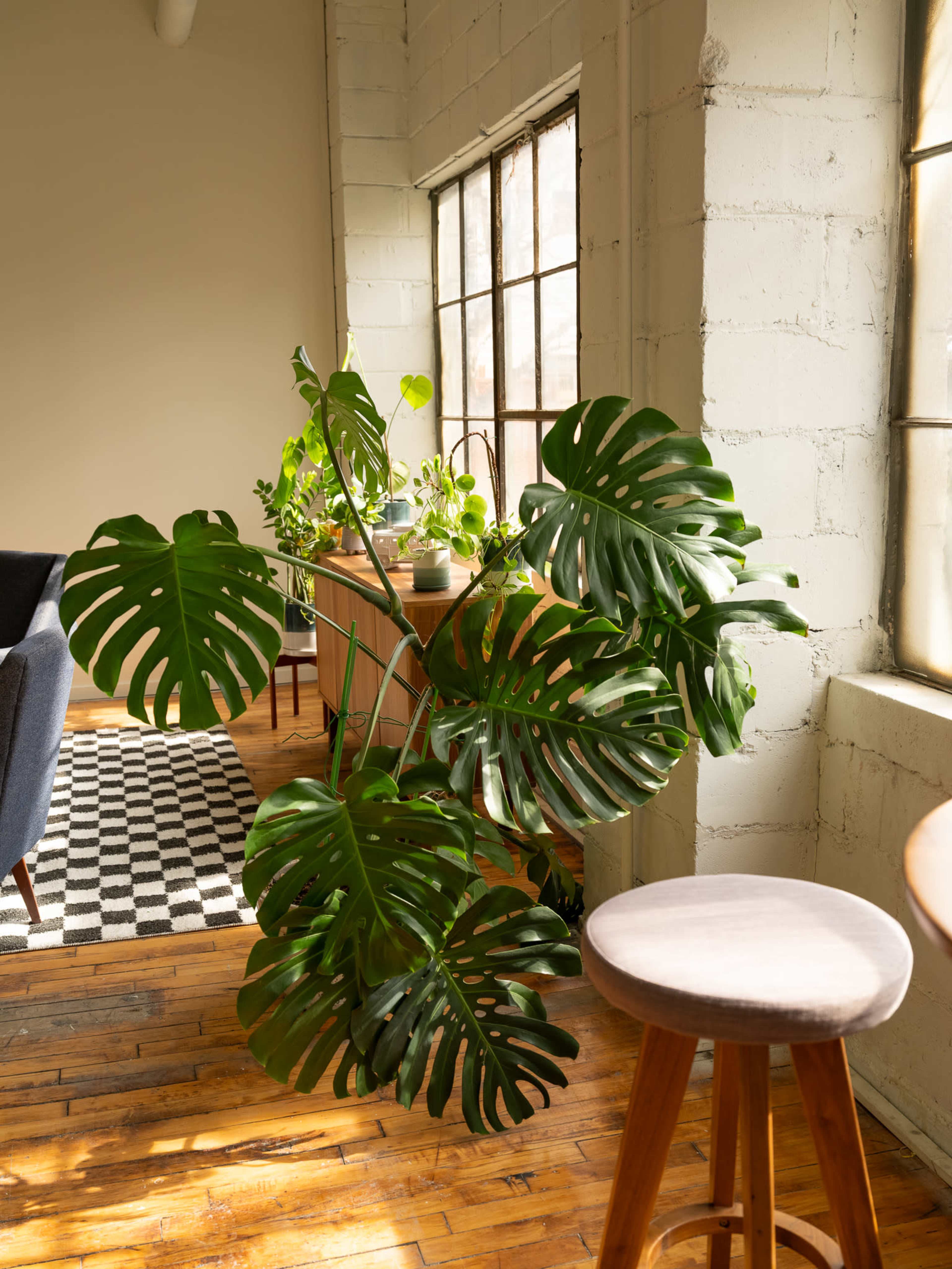 A large monstera plant stands beside a wooden stool in a sunlit room with a minimalist decor and patterned rug.