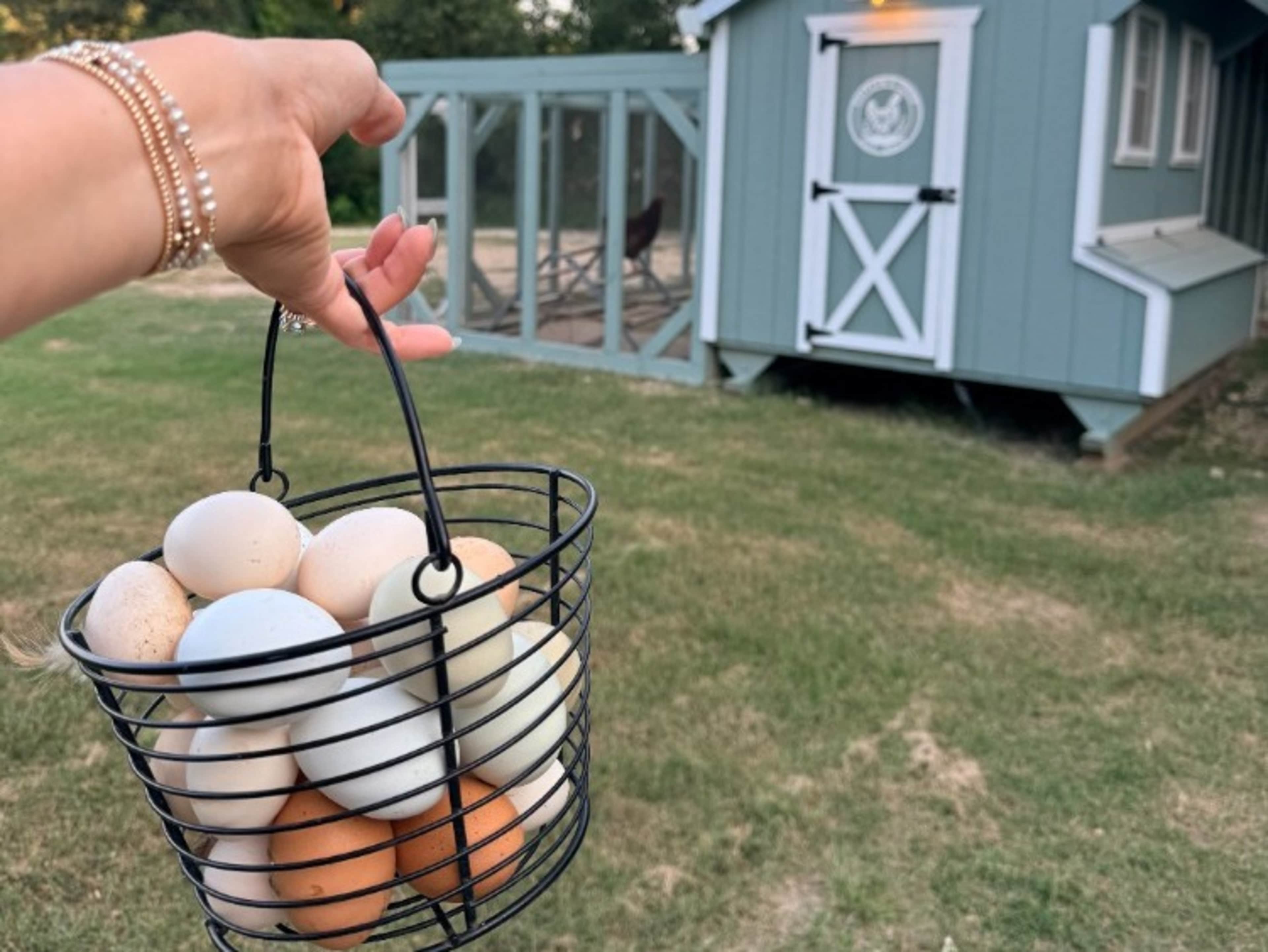 Fresh Chicken Eggs 