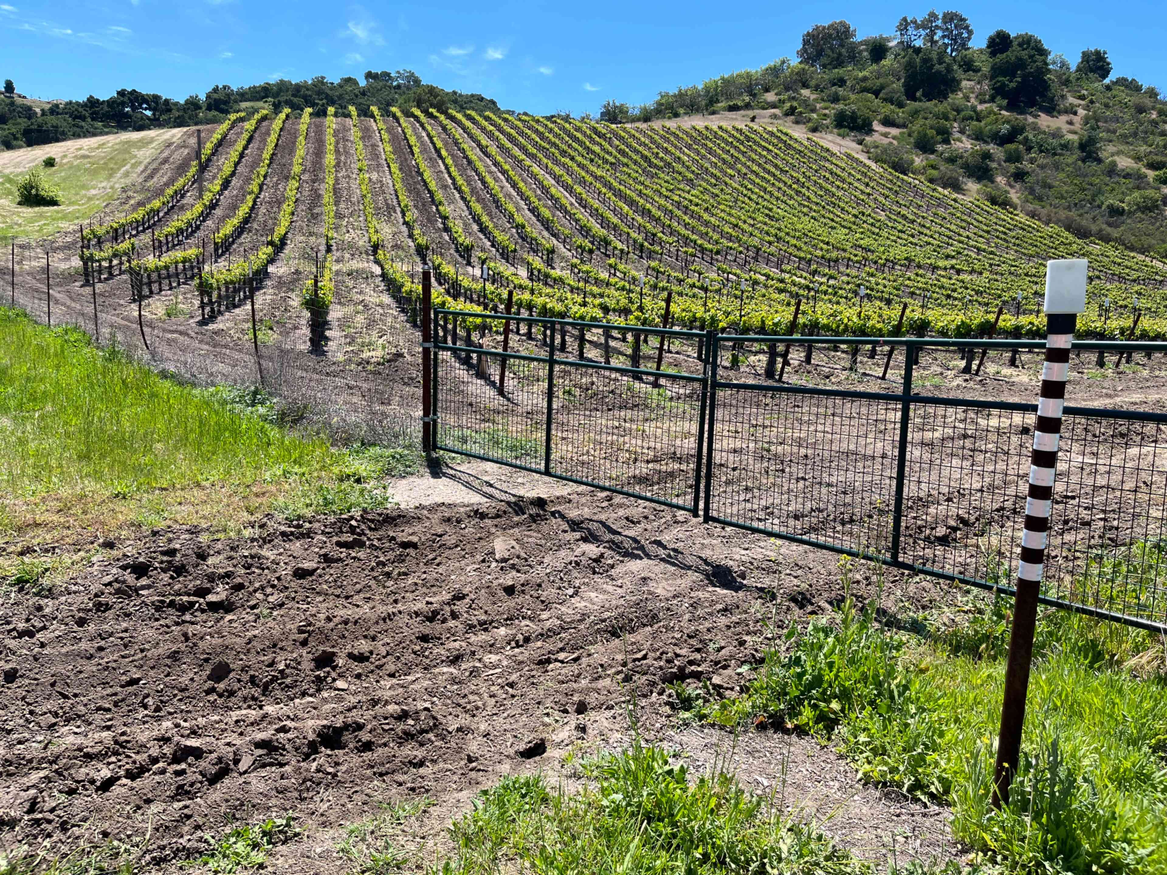 A metal gate leads to rows of grapevines on a hillside under a clear blue sky.