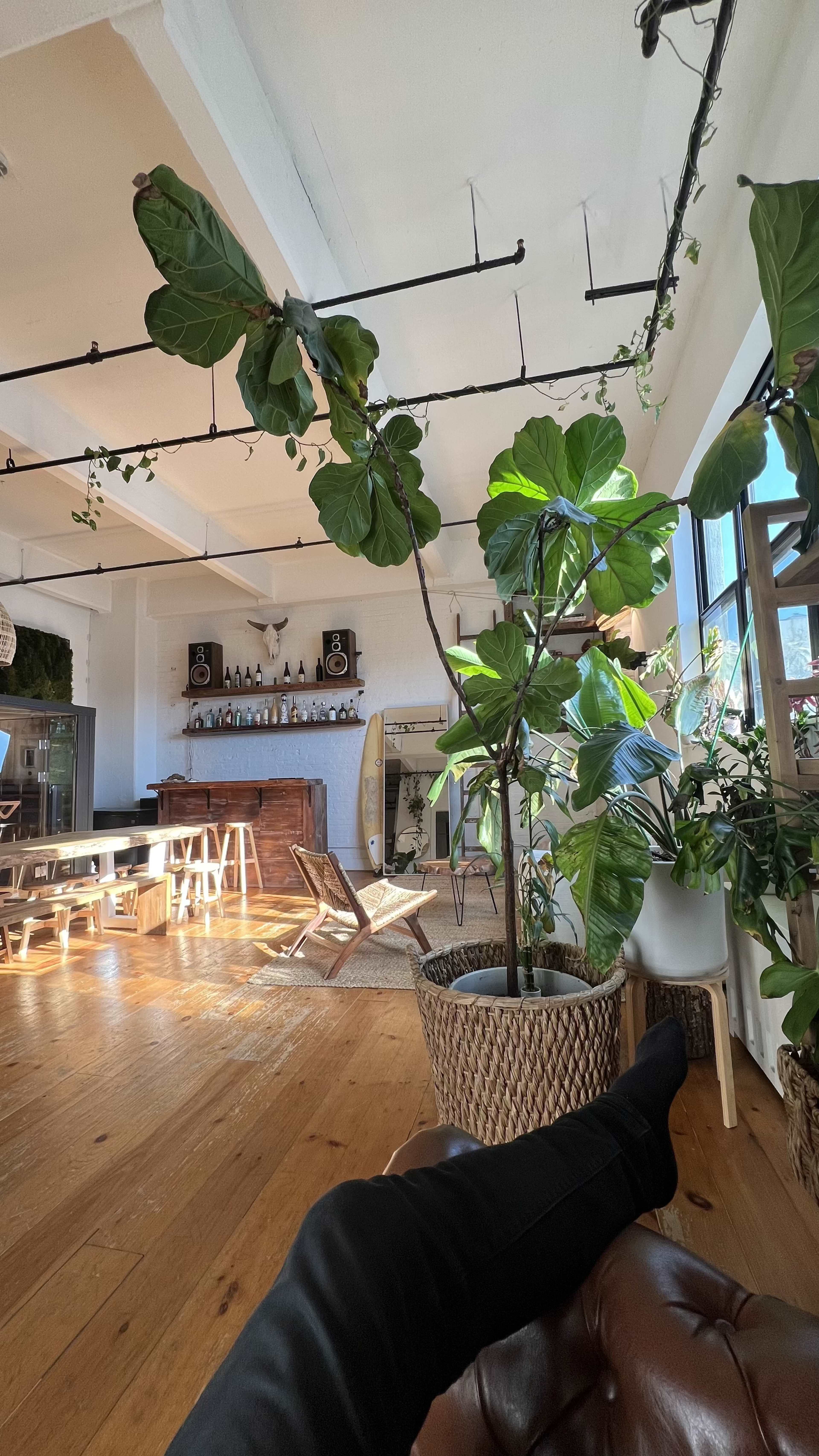 The image shows a cozy interior space featuring a large fiddle leaf fig plant, wooden flooring, and a dining area with rustic furnishings.