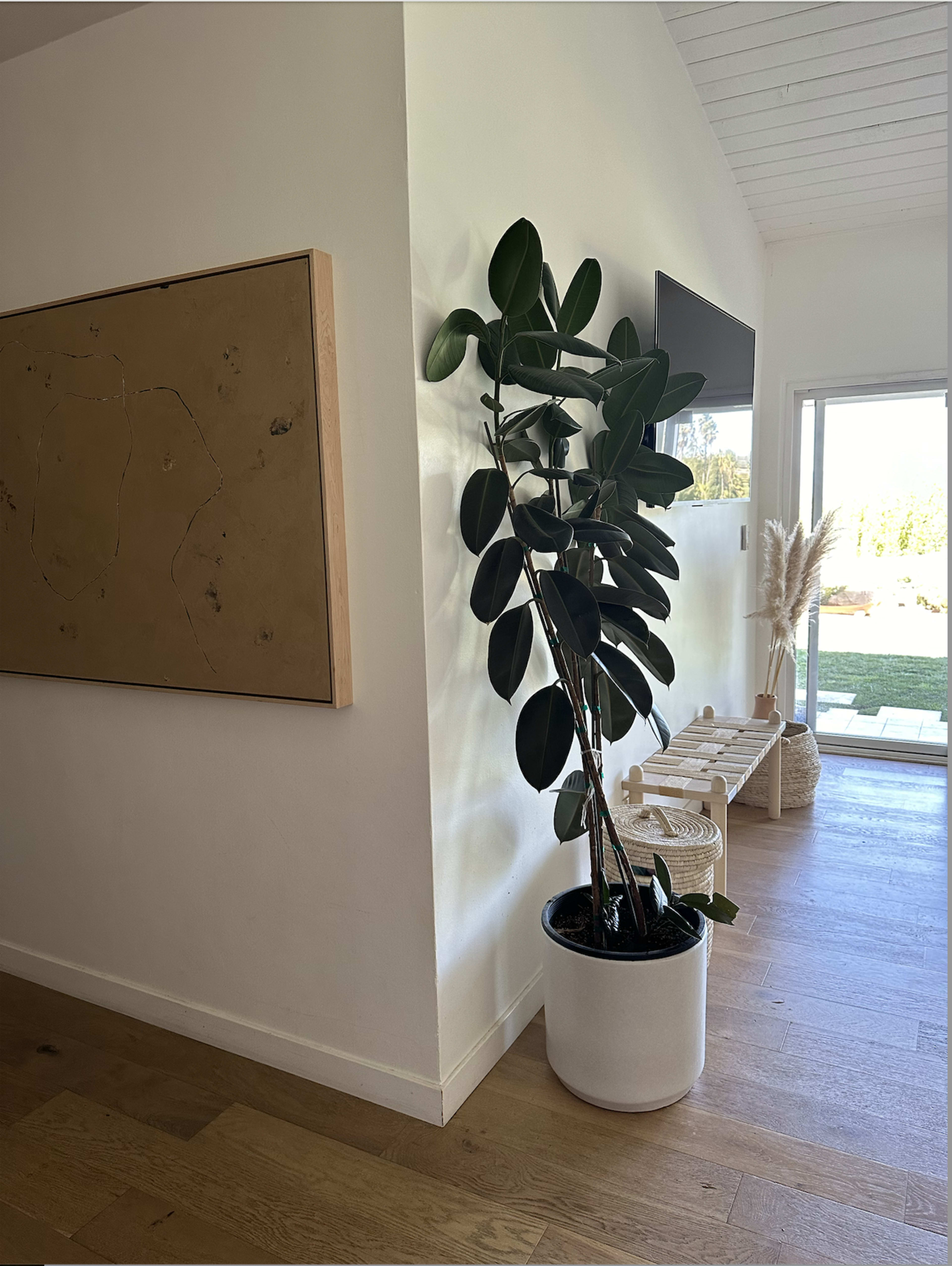 A tall potted plant stands next to a large wall-mounted TV in a bright, minimalist hallway with a sliding glass door leading to an outdoor space.