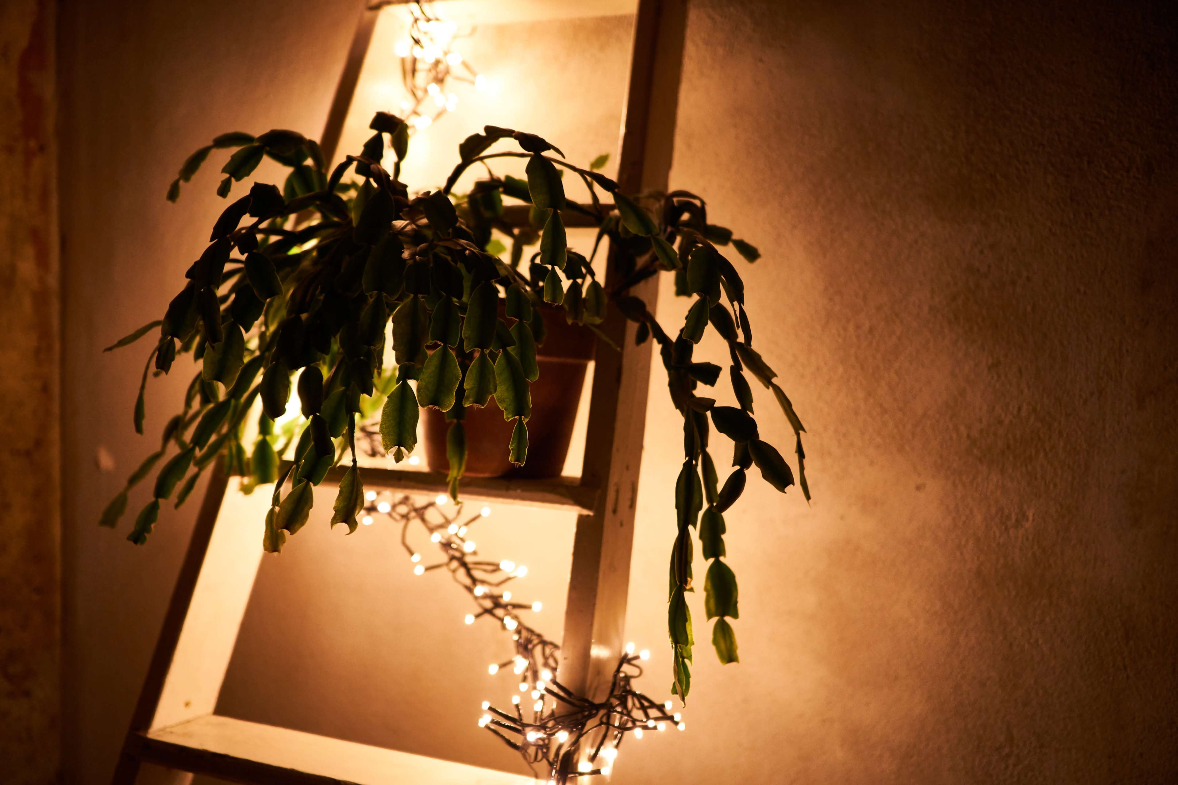 A potted plant rests on a white wooden ladder adorned with string lights against a dimly lit wall.