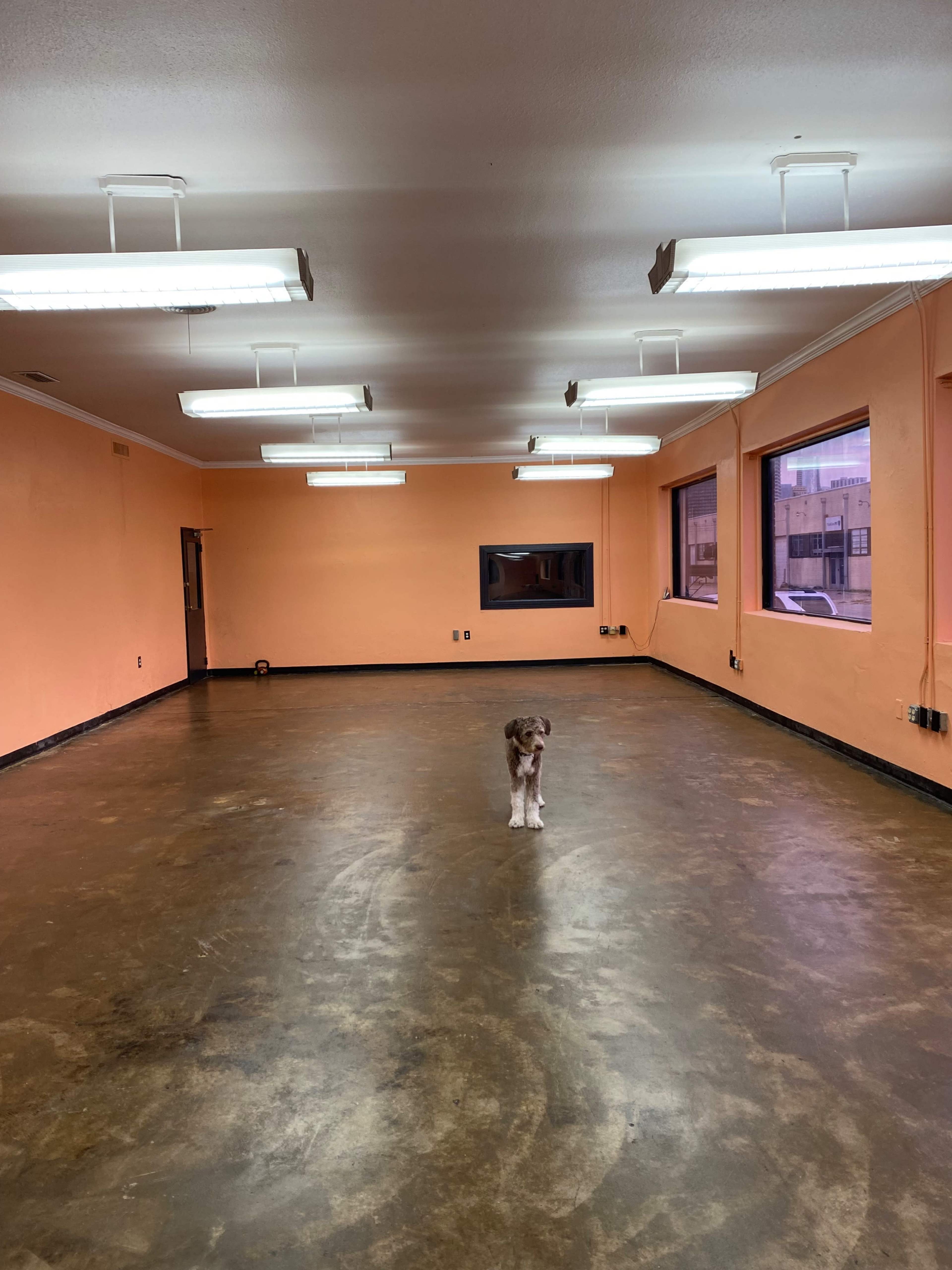 A dog stands alone in the center of a large, empty room with orange walls and multiple windows.