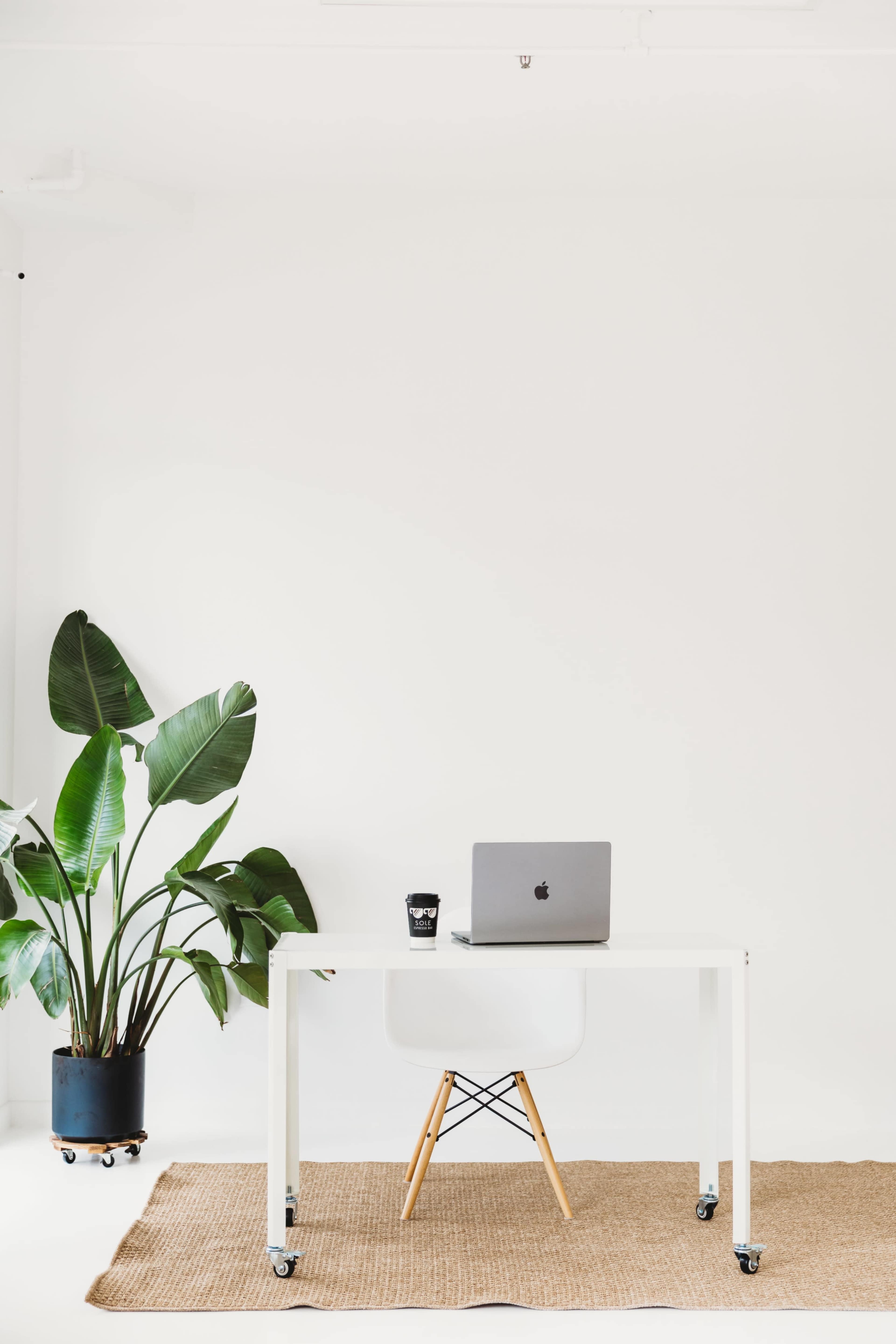 A minimalistic office space features a white desk with a laptop and a coffee cup, alongside a large green plant and a rug on the floor.
