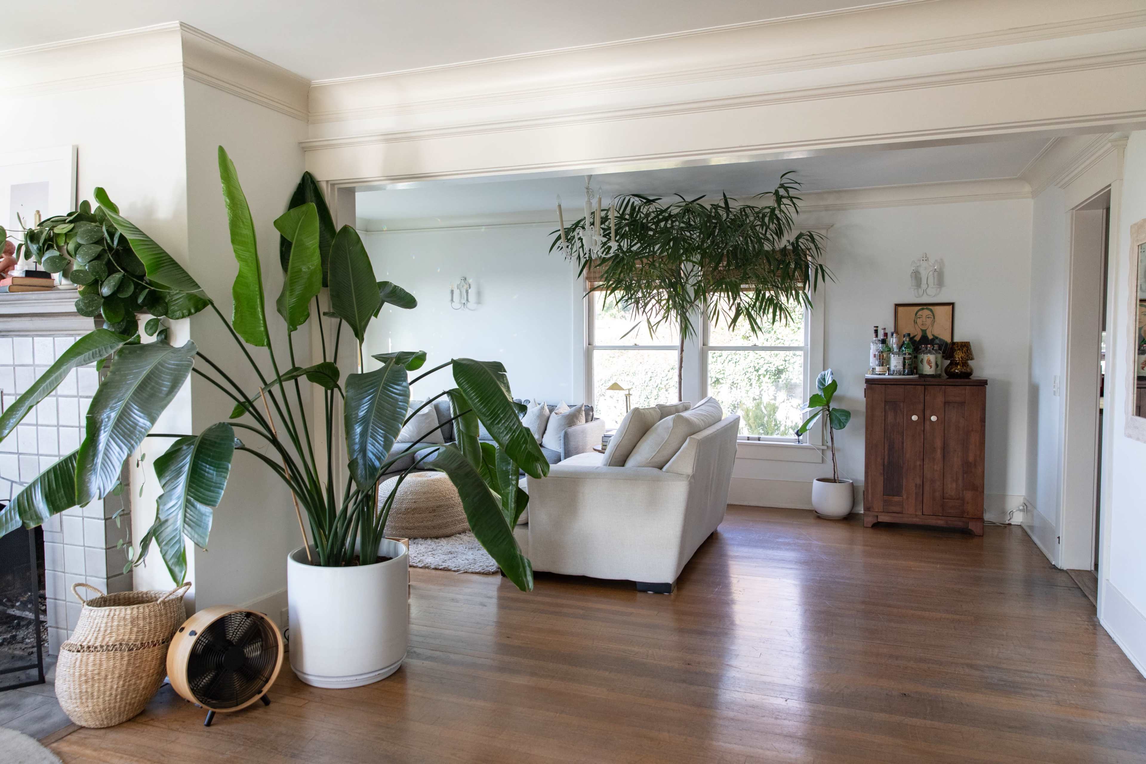 A bright living room with a large plant in a white pot, a comfortable sofa, and a wooden cabinet against the wall.