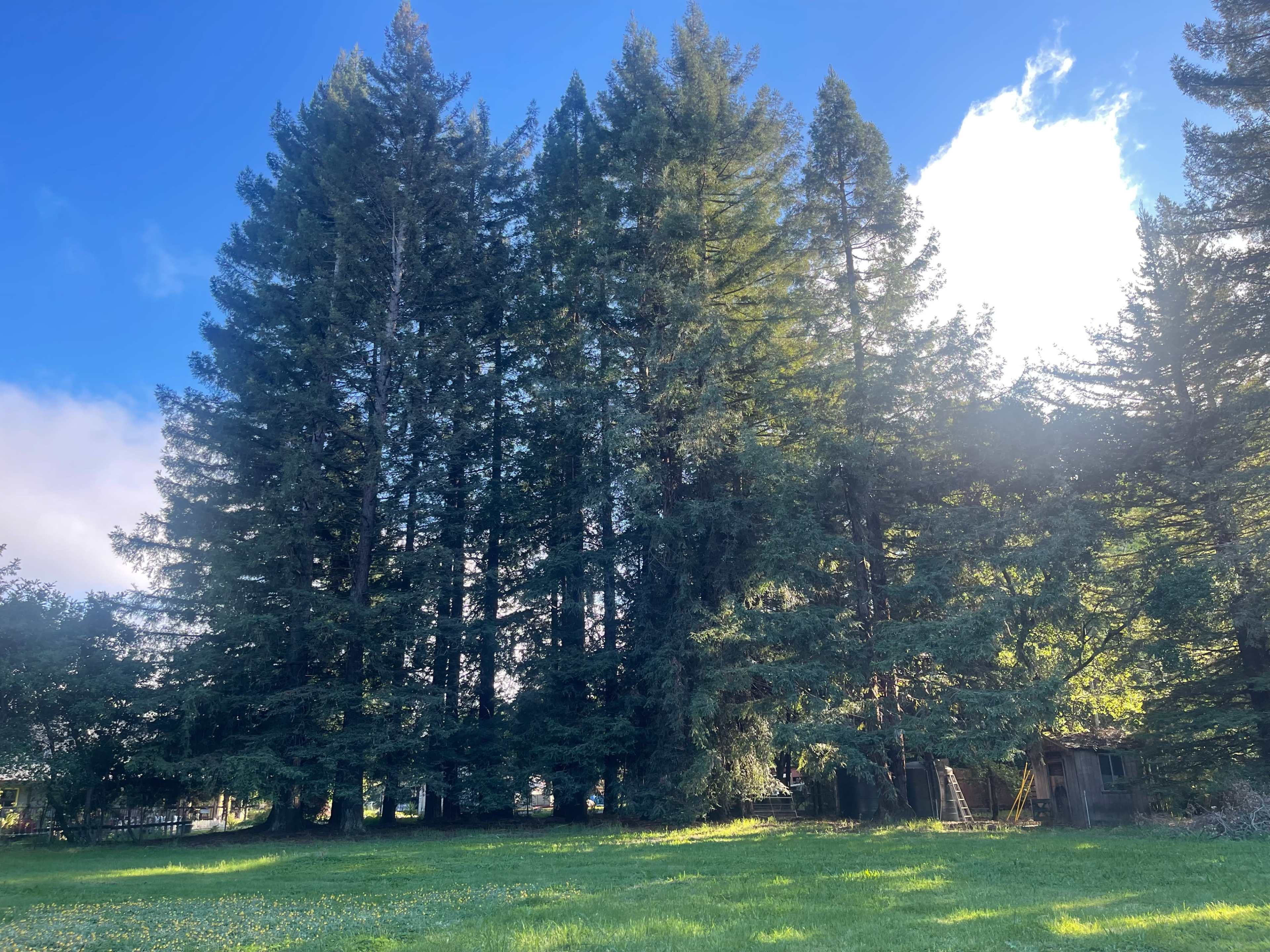 A cluster of tall pine trees stands against a blue sky with scattered clouds, surrounded by a grassy area.