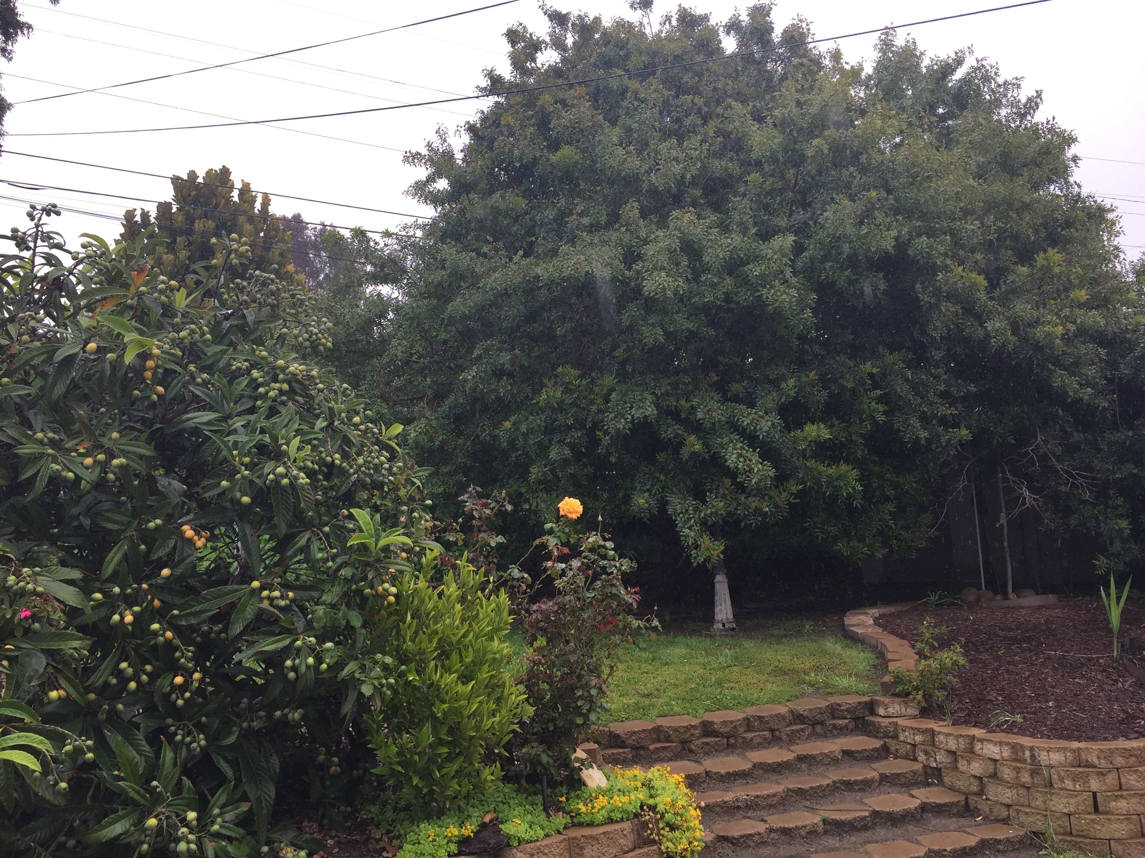 A large tree with dense foliage stands in a garden surrounded by various plants and a stone staircase.
