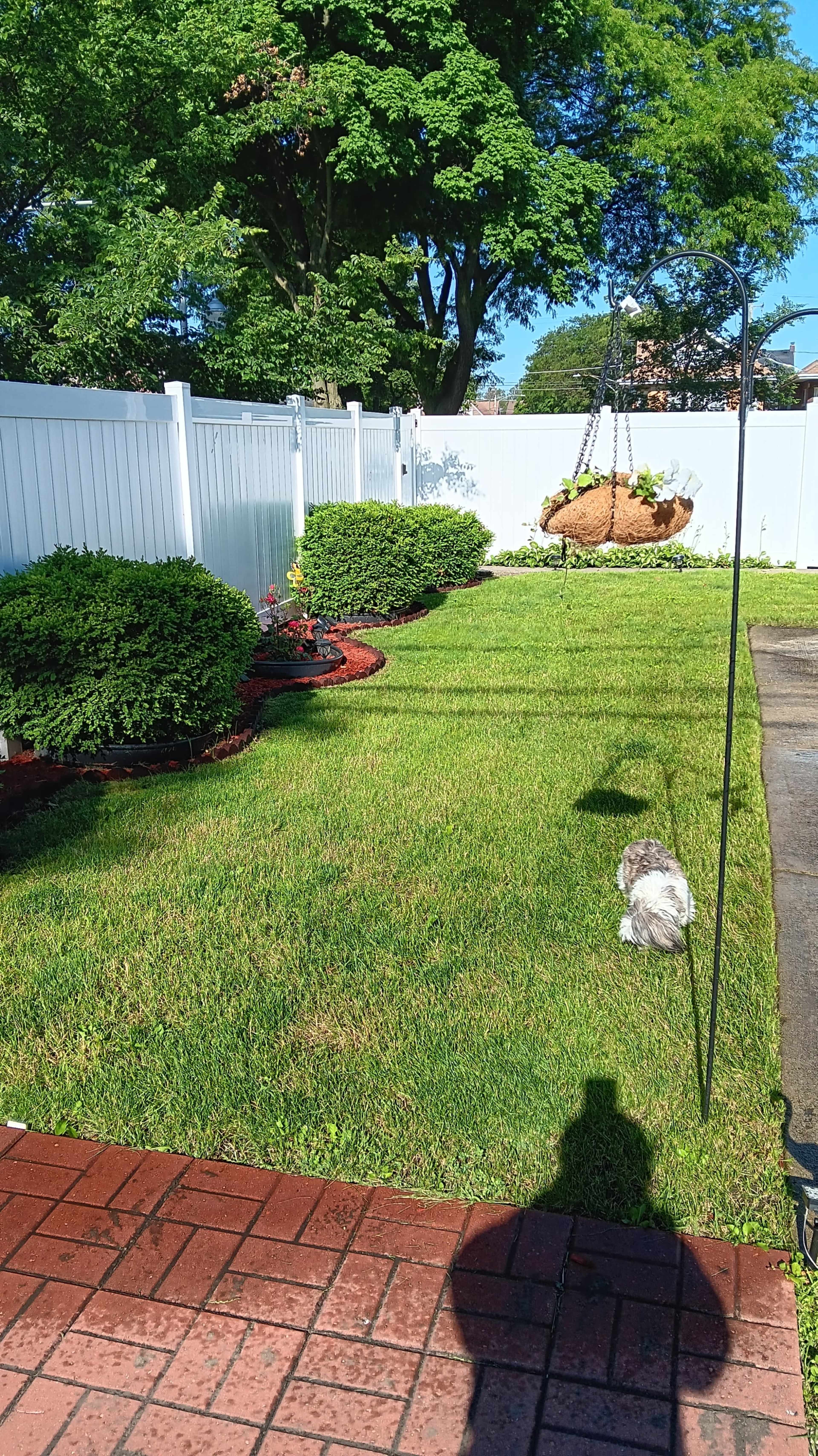 A small dog is standing on green grass in a backyard with a white fence and landscaped gardens.