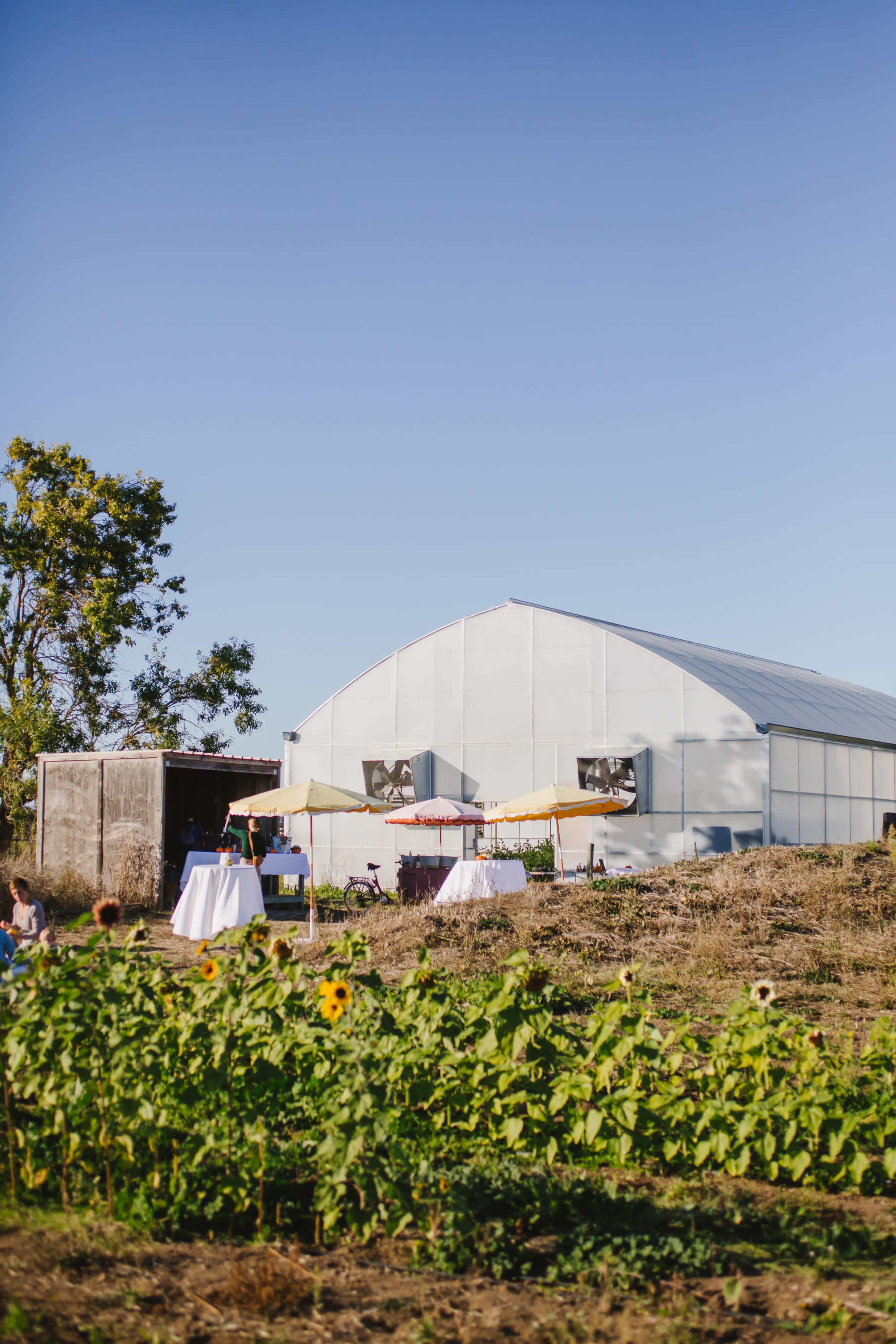 A large greenhouse sits beside a rustic shed, with tables set up and sunflowers growing in the foreground.