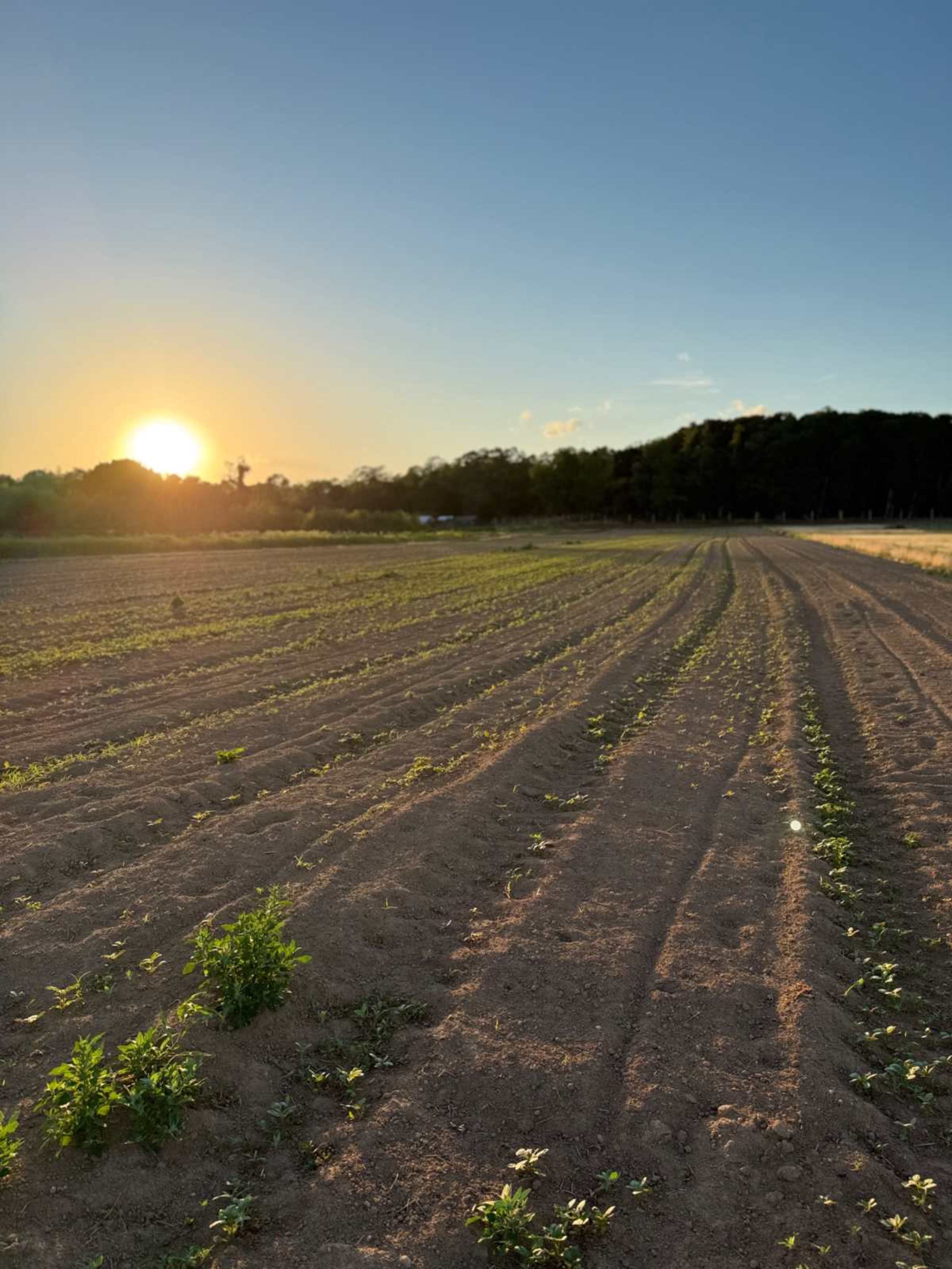 The image shows a field of rows with emerging plants at sunset, with a sun low on the horizon and trees in the background.