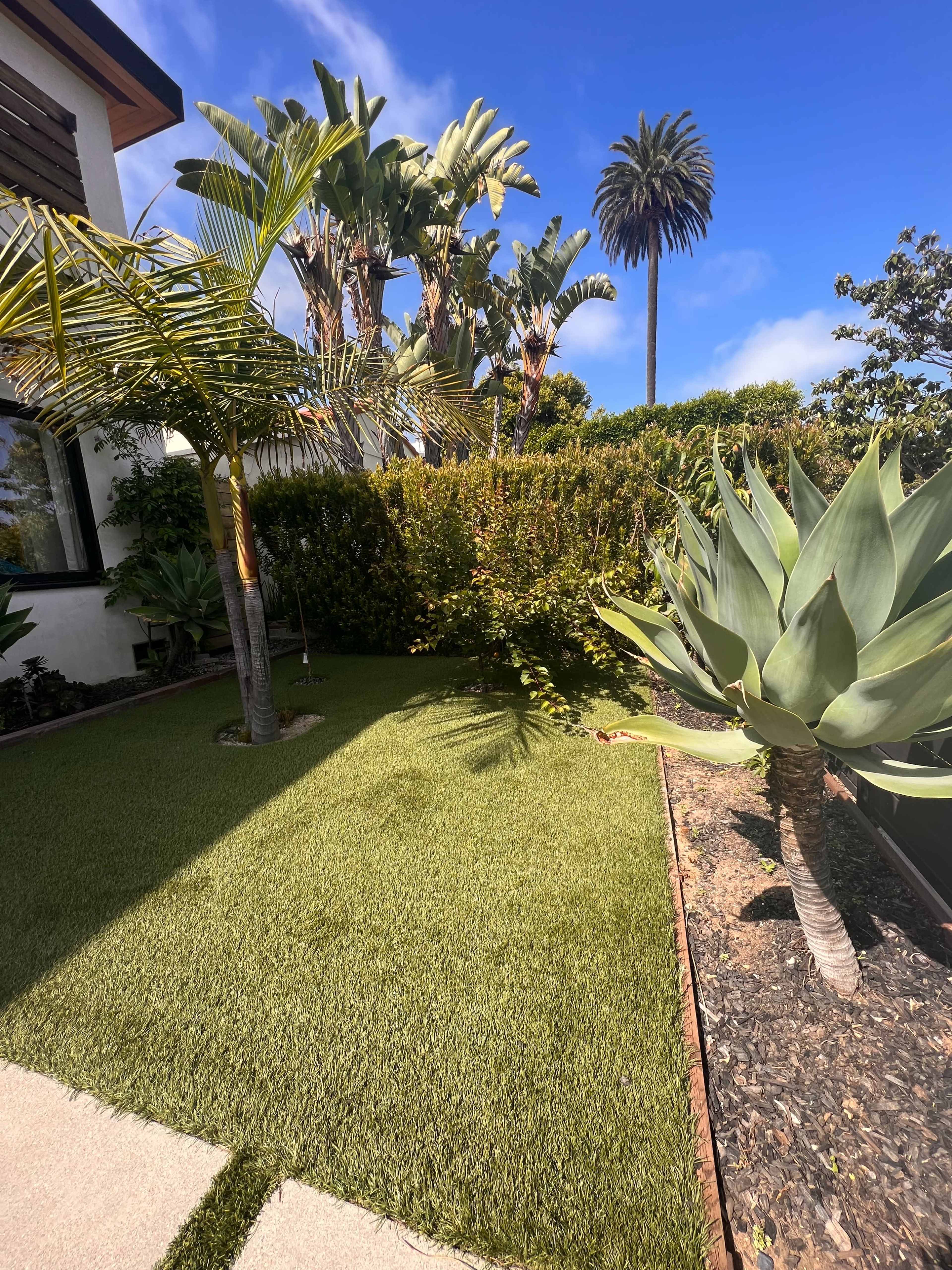 A landscaped yard featuring green grass, tropical plants, and a large agave plant under a clear blue sky.