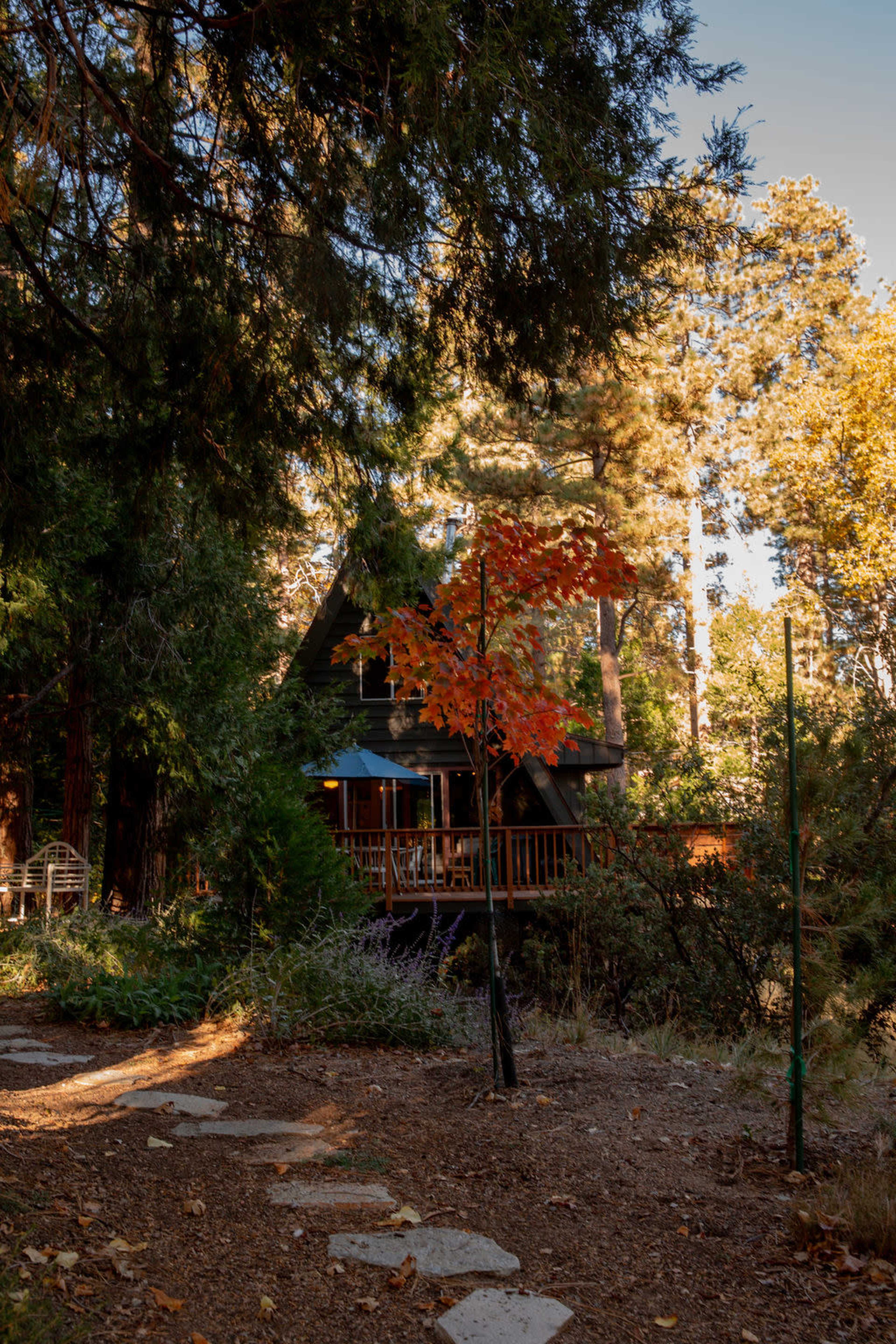 A path of stone slabs leads through a wooded area to a cabin framed by tall trees and a solitary red-leaved tree.