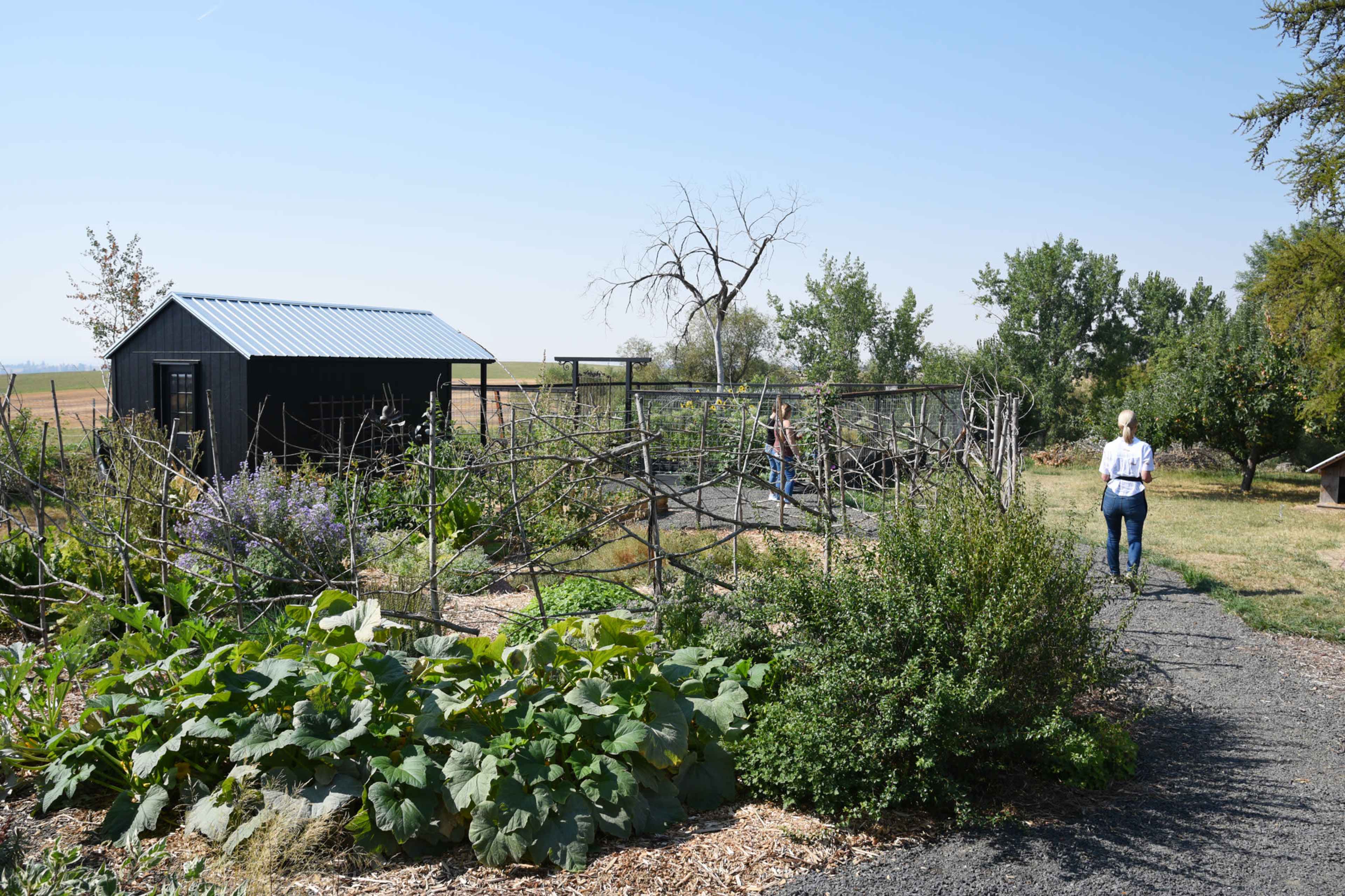A garden area features a black shed, a fenced planting space, and a person walking along a gravel path surrounded by various plants.