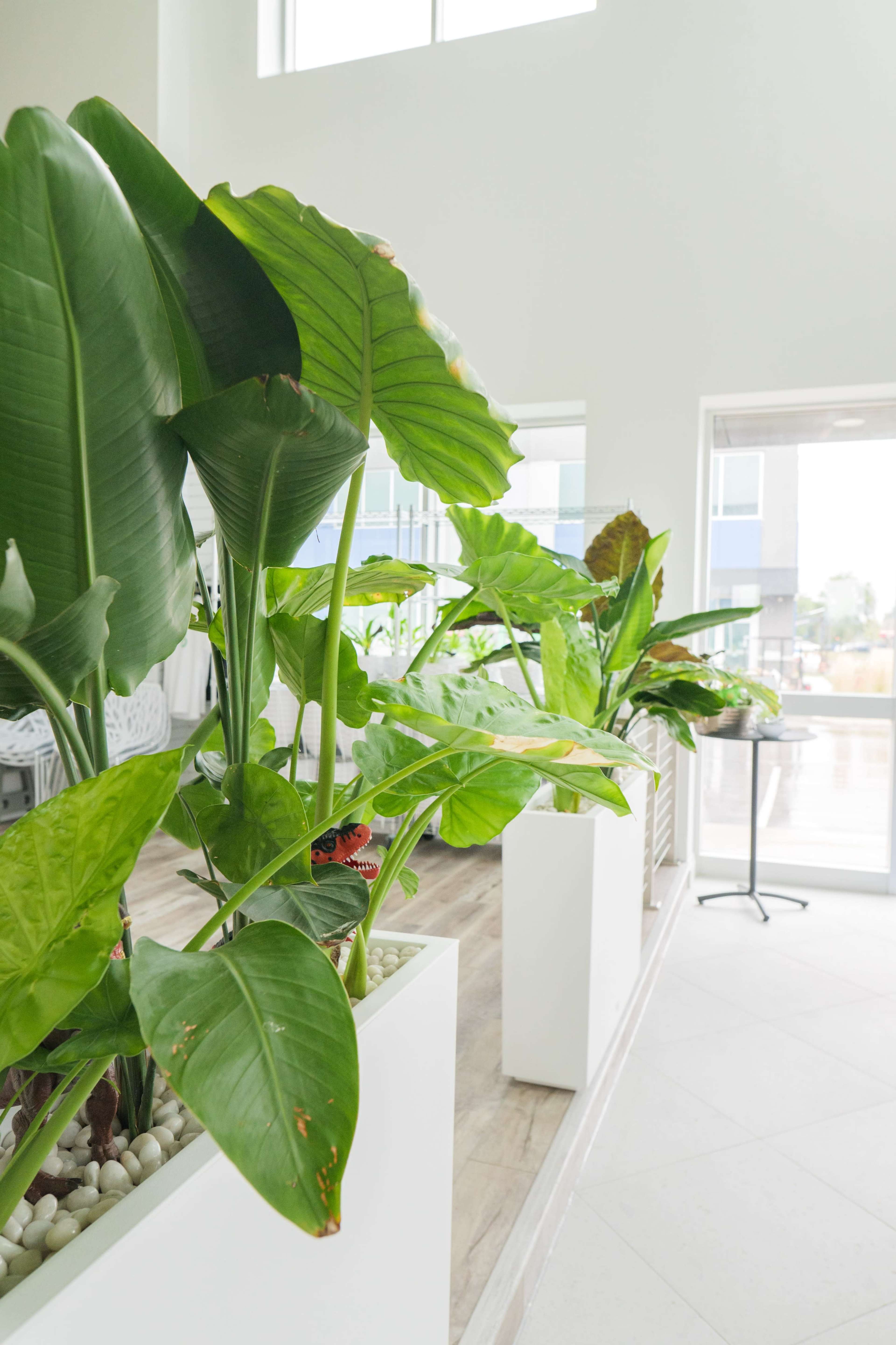 The image shows a bright interior space featuring large green potted plants arranged in white containers.