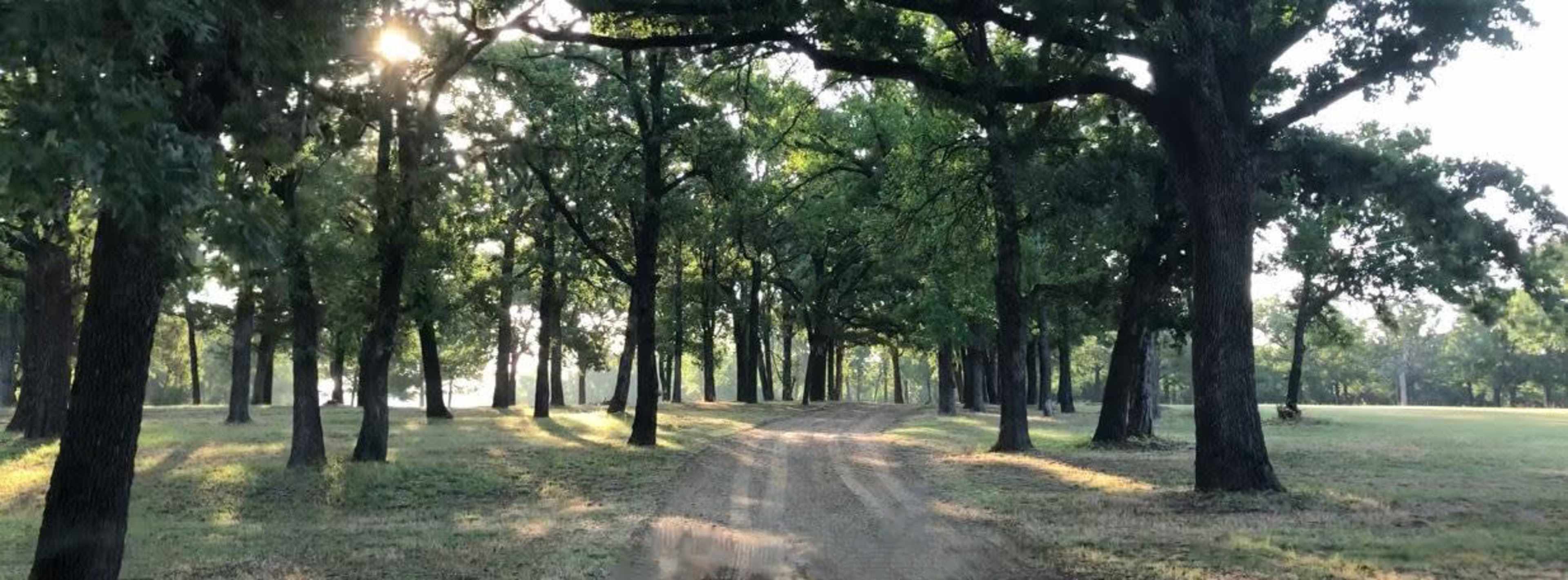 A dirt path winds through a grove of trees under soft morning light.