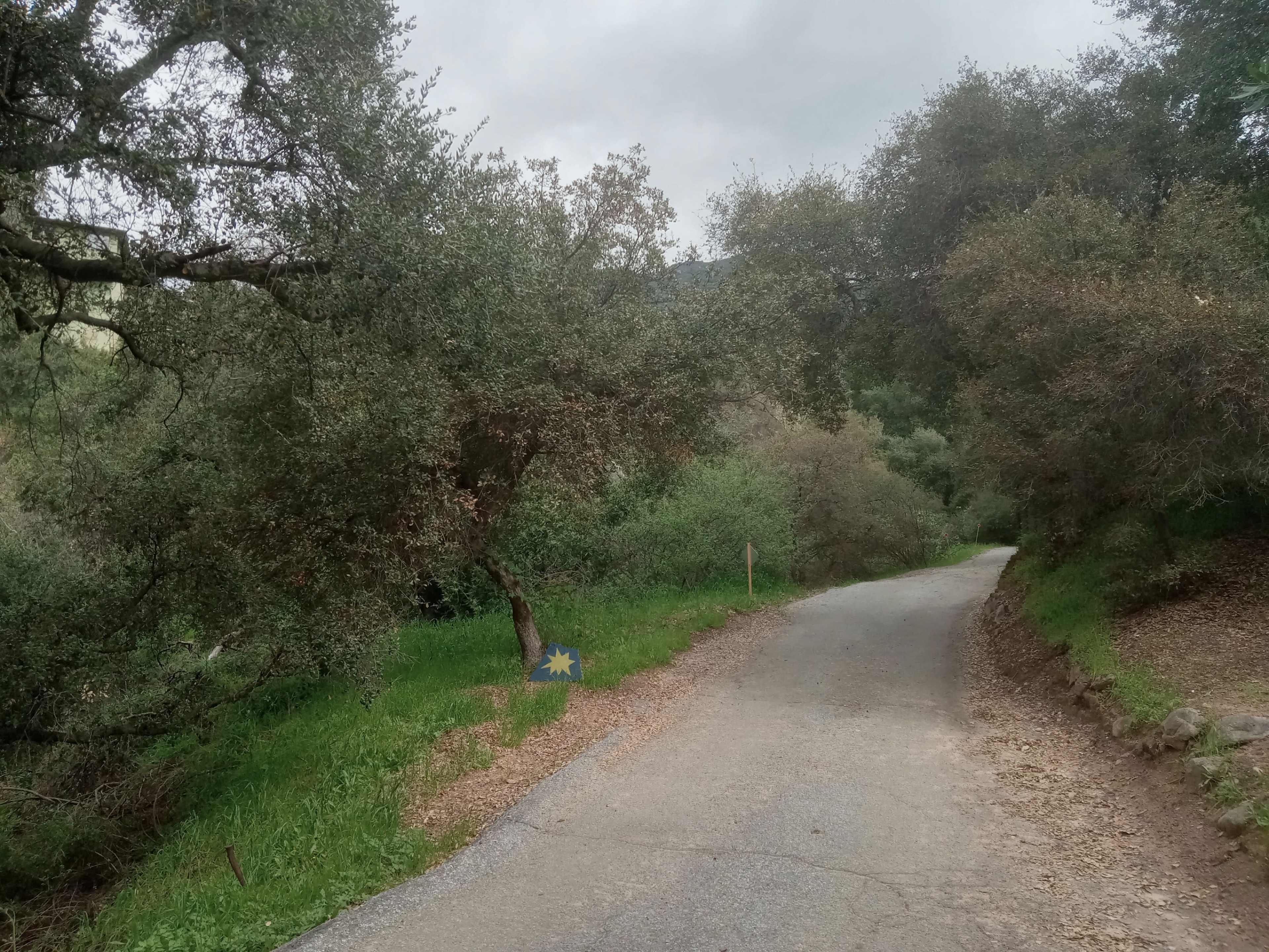 A winding road is flanked by trees and lush greenery under a cloudy sky.