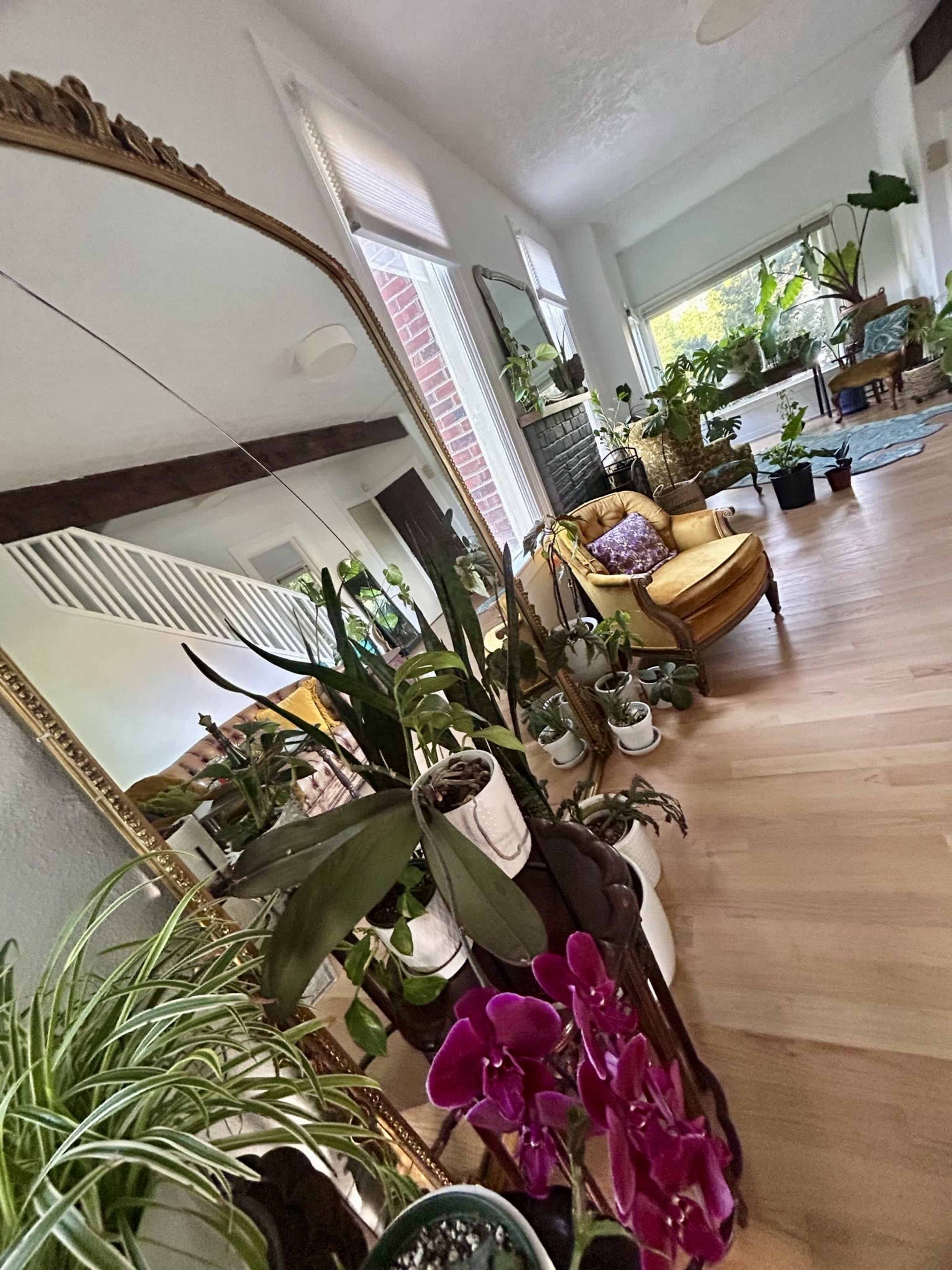 A living room filled with various potted plants and a yellow armchair next to a large mirror reflecting the space.