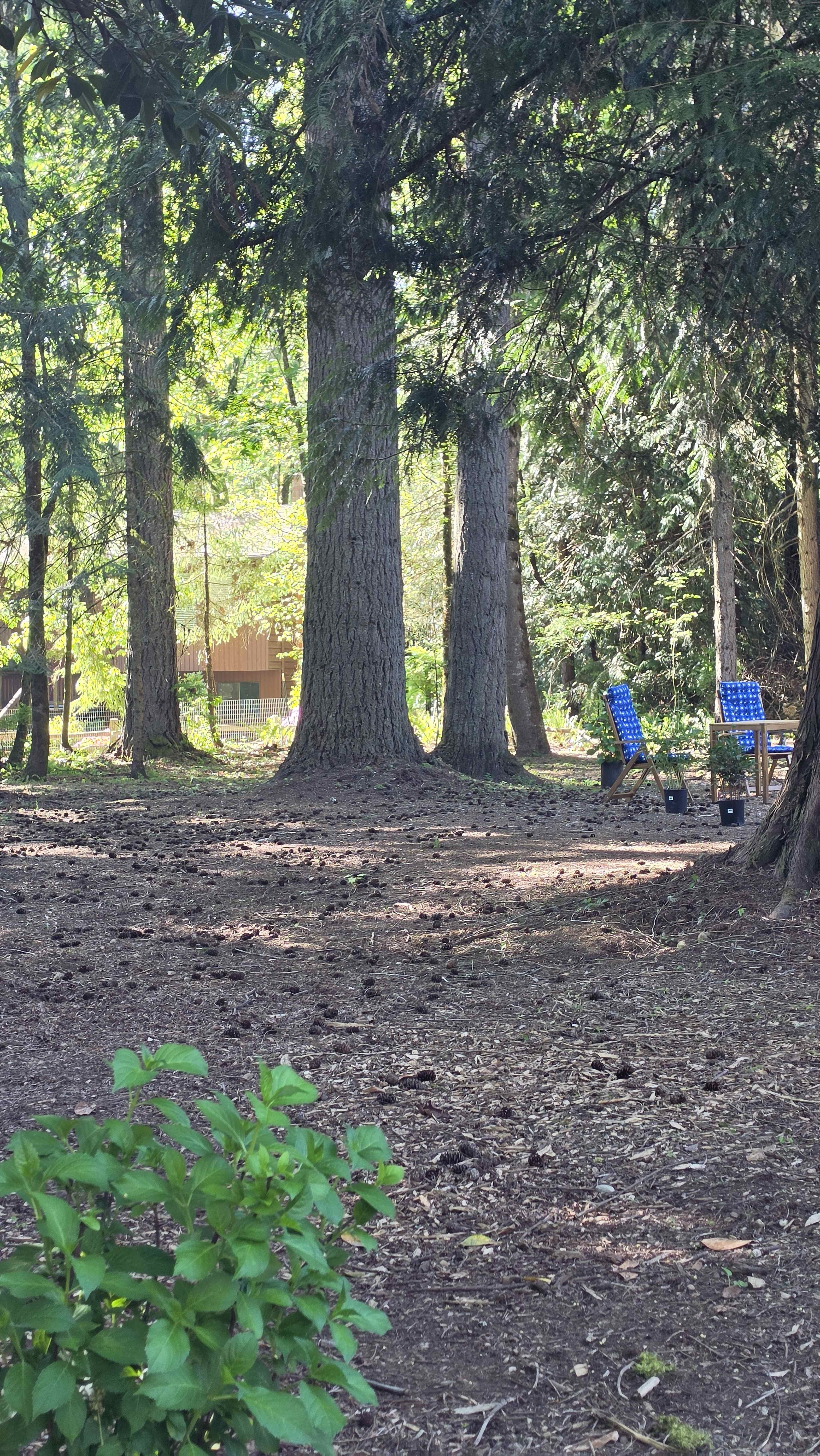 The image shows a forested area with tall trees and two blue chairs positioned on the ground covered in pine needles.