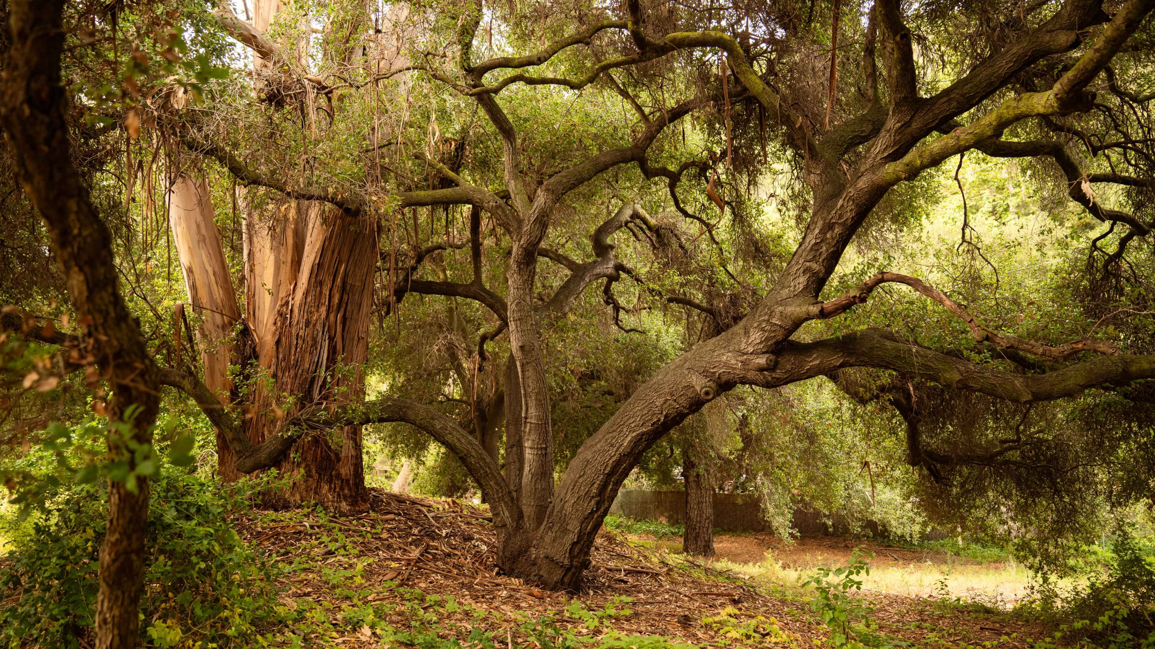 The image shows a forest scene with a cluster of trees including a large, gnarled tree and a tall, straight tree with smooth bark.