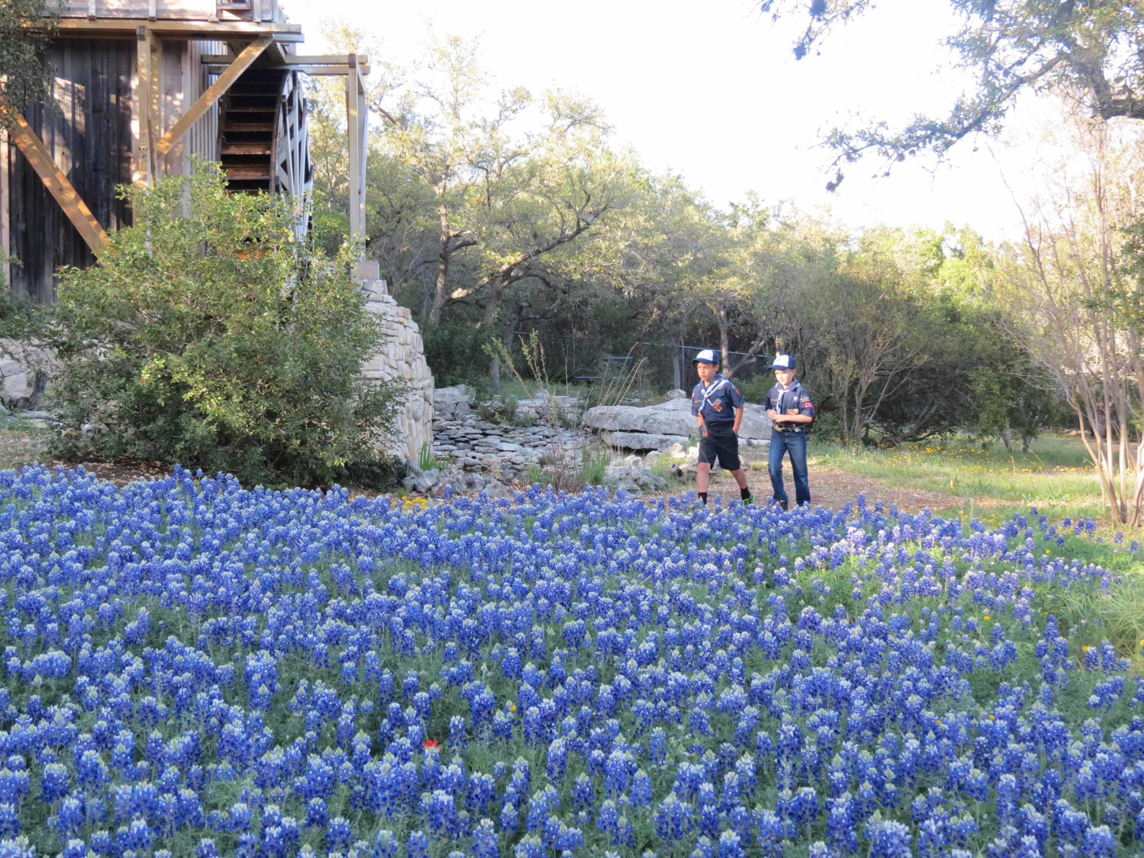 Two children walk through a field of bluebonnet flowers near a wooden structure and trees.