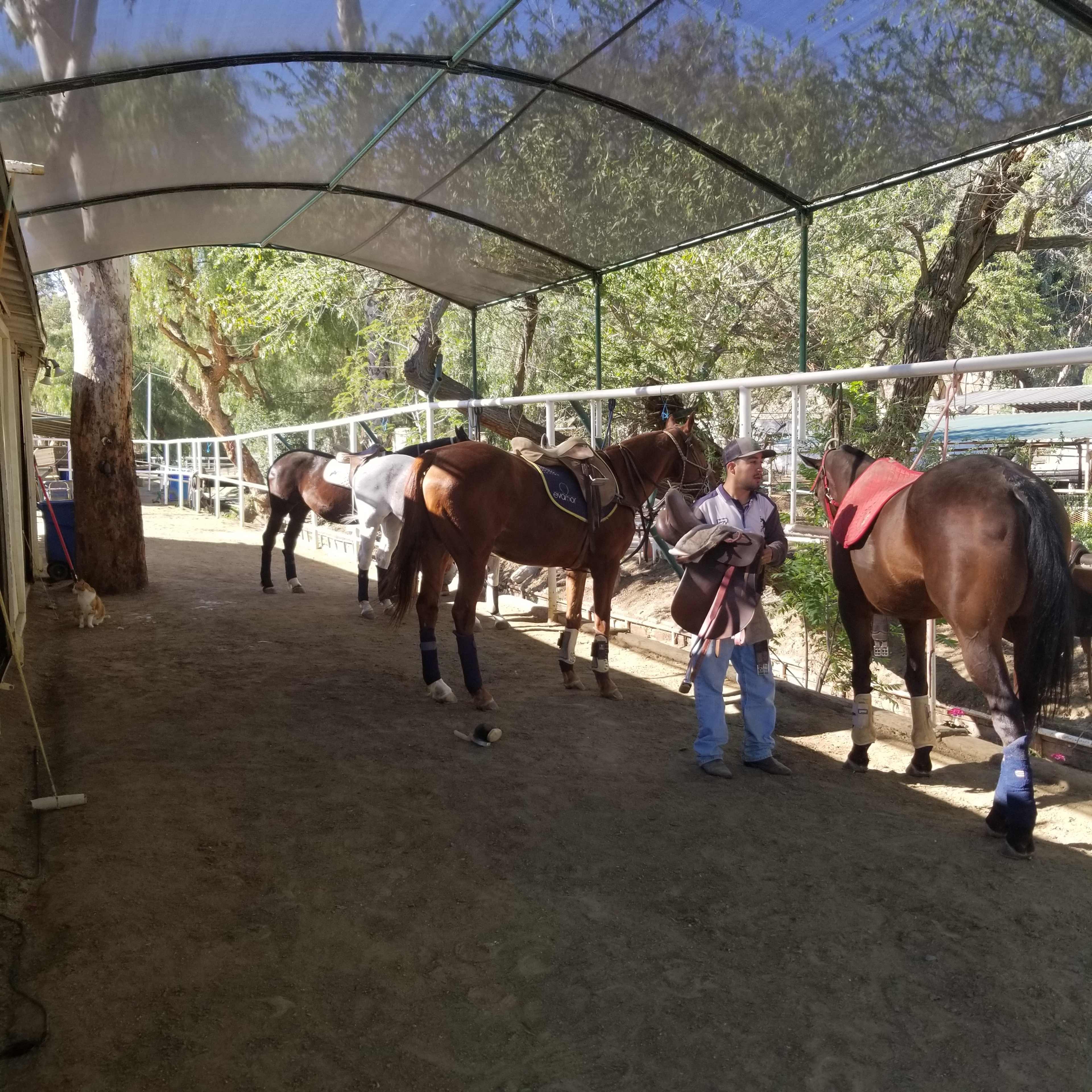 A person is grooming horses inside a covered stable area with trees visible in the background.
