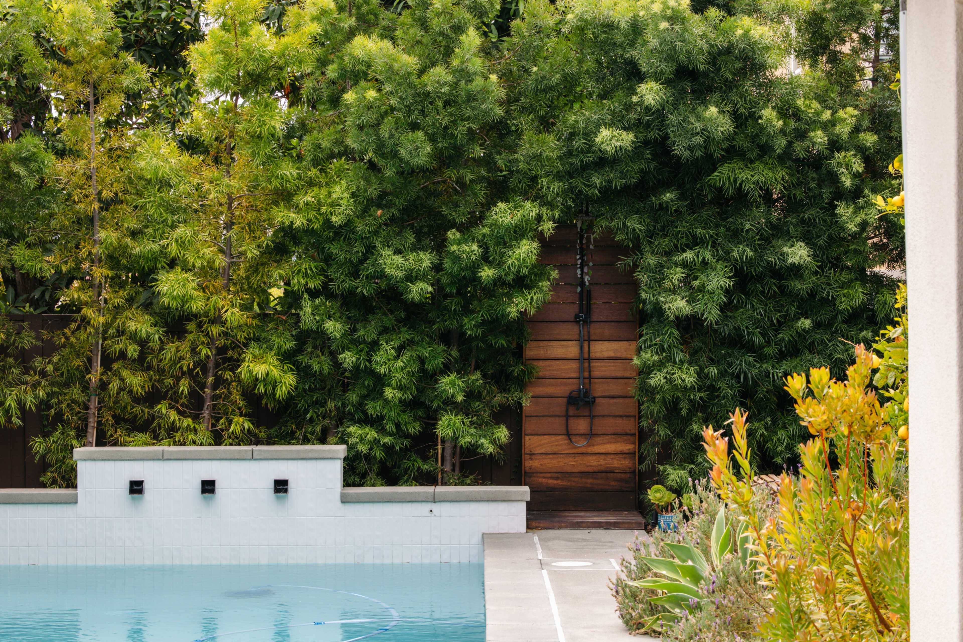 A serene backyard scene features a swimming pool surrounded by lush green vegetation and a wooden gate partially concealed by bamboo.