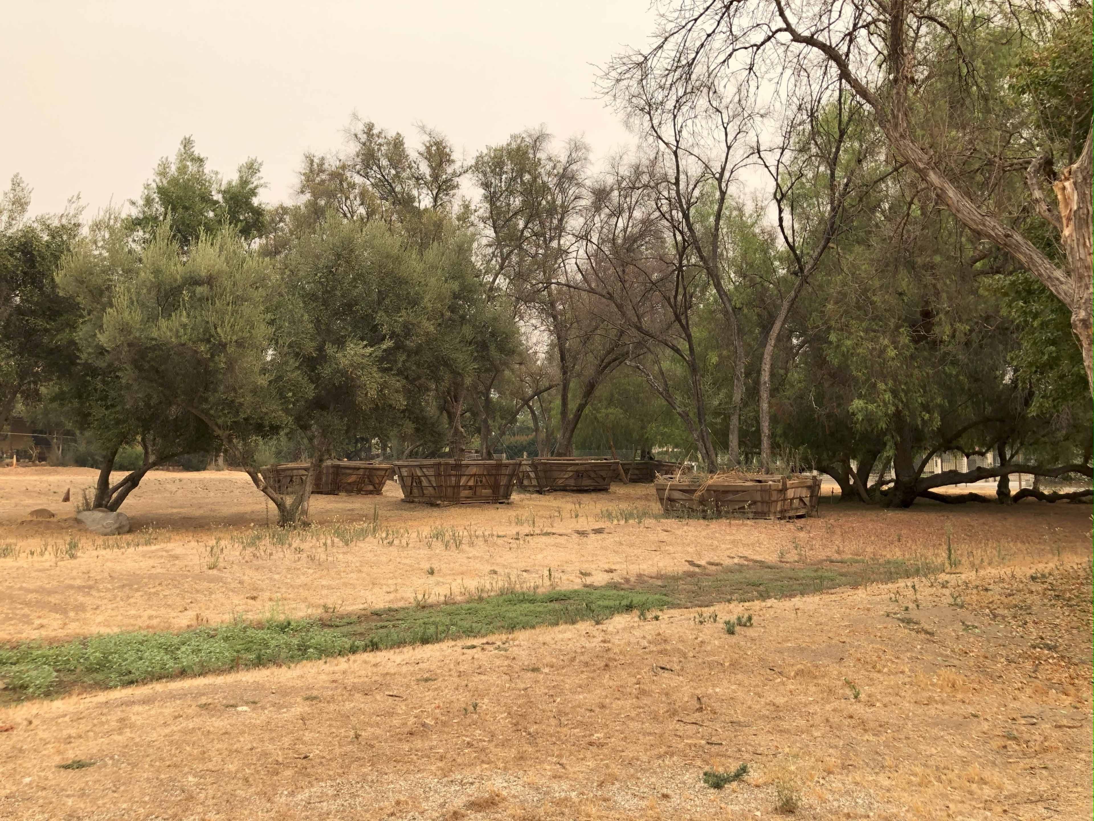 A dry, open field with scattered trees and several wooden enclosures.
