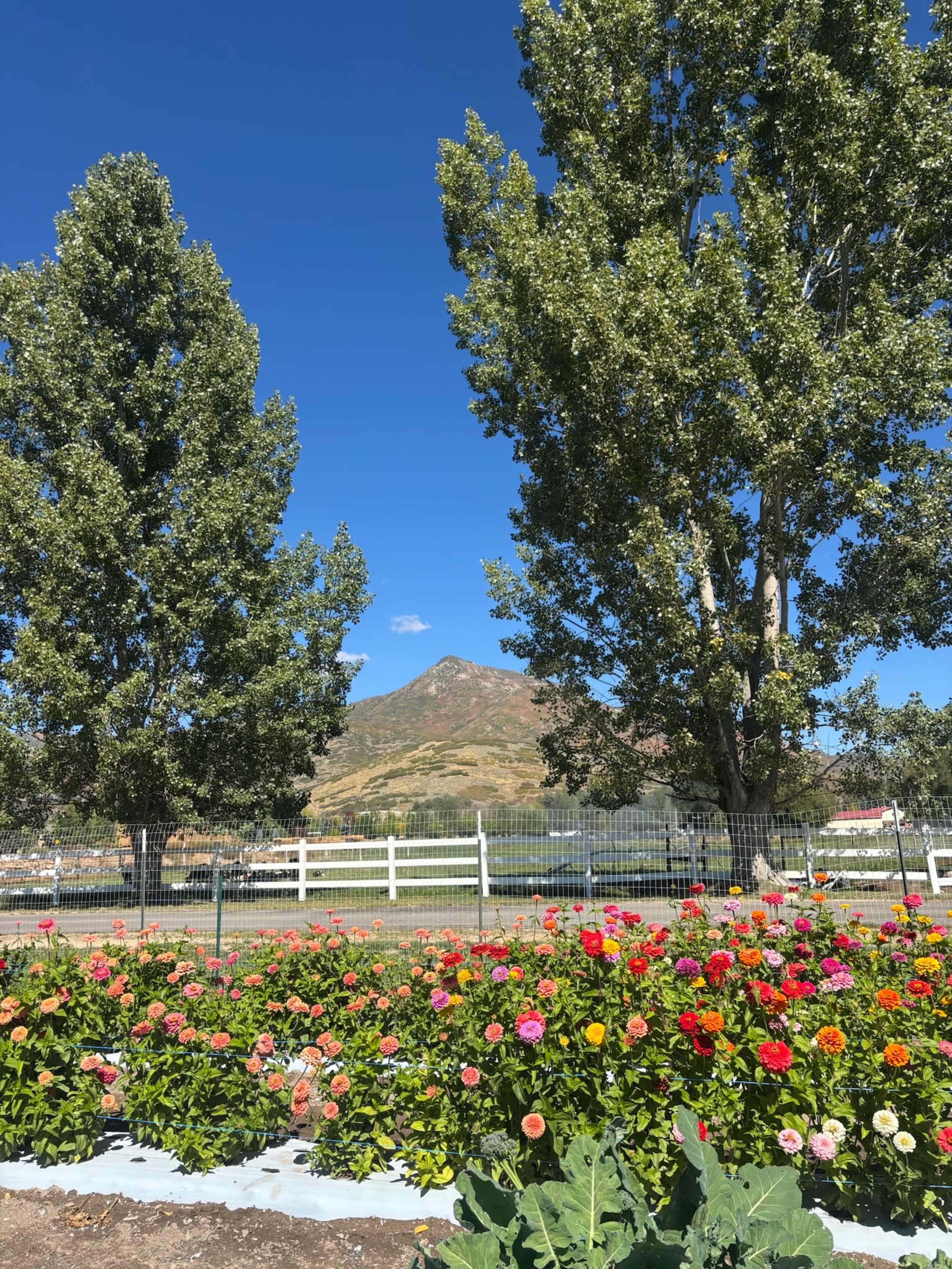 The image shows a vibrant flower bed in the foreground with colorful blooms, framed by tall trees, and a mountain in the background under a clear blue sky.
